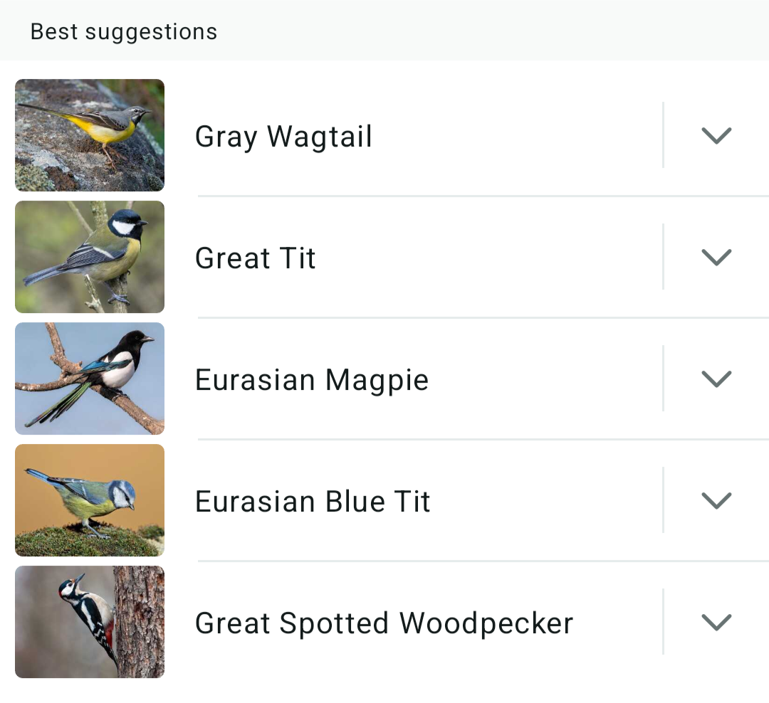 A list of bird species with photos, including a Gray Wagtail, Great Tit, Eurasian Magpie, Eurasian Blue Tit, and Great Spotted Woodpecker.