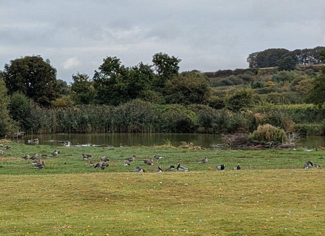 A flock of birds is gathered on a grassy area near a body of water, surrounded by lush greenery and trees.