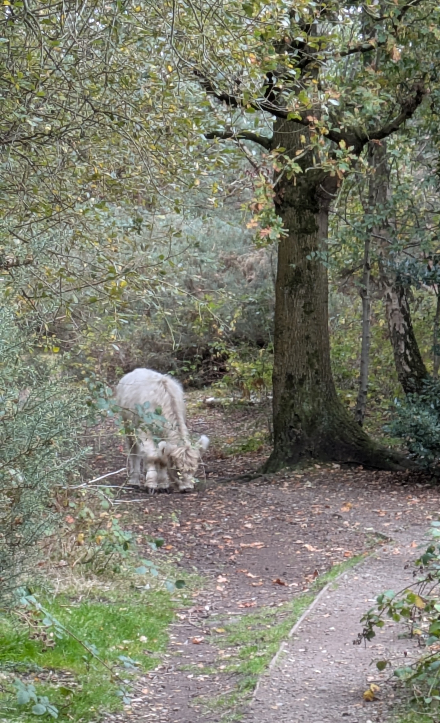 A white long-haired cow is grazing near a tree along a wooded path.