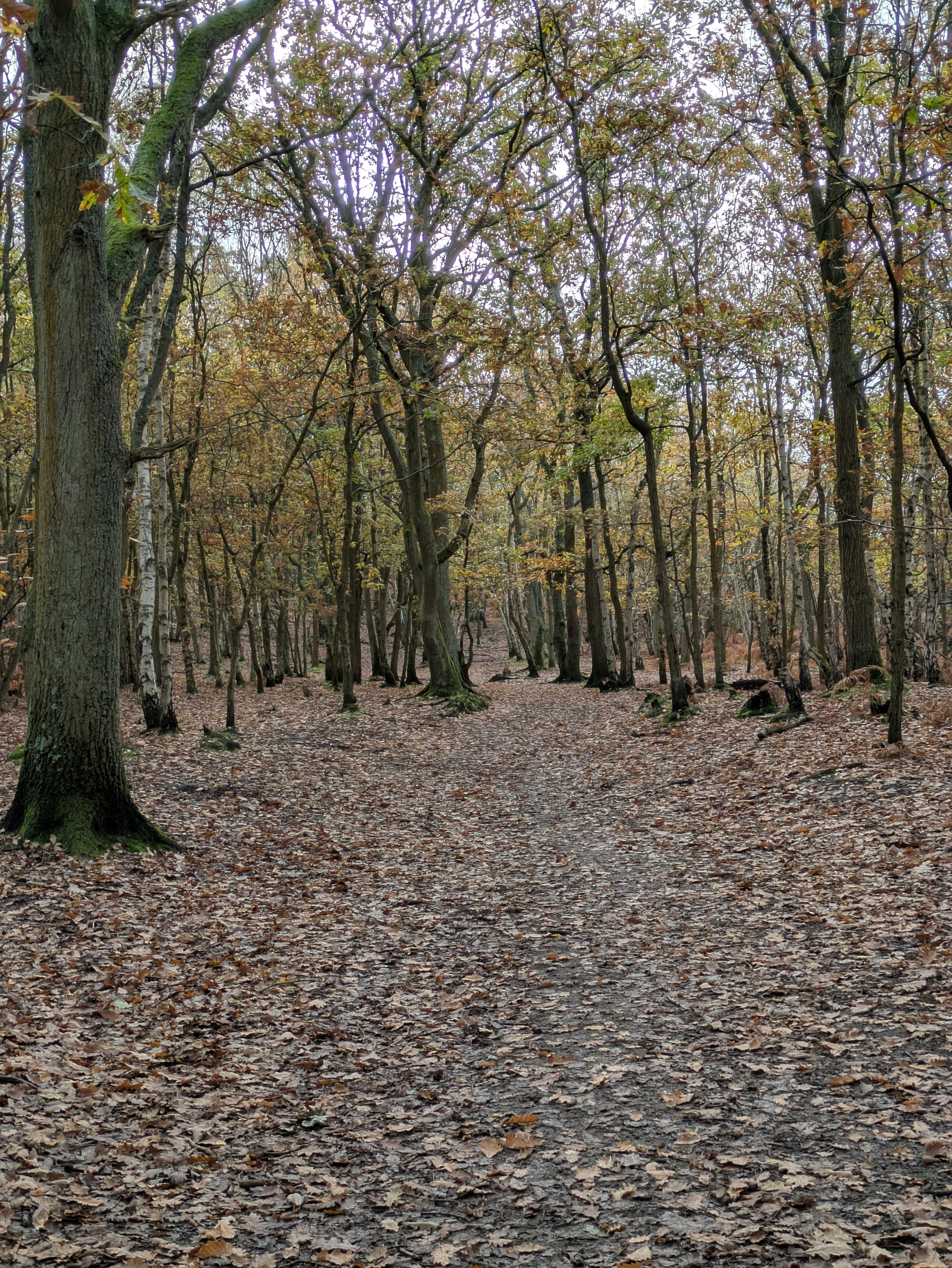 A wooded path is covered with fallen leaves and surrounded by tall, leafless trees.