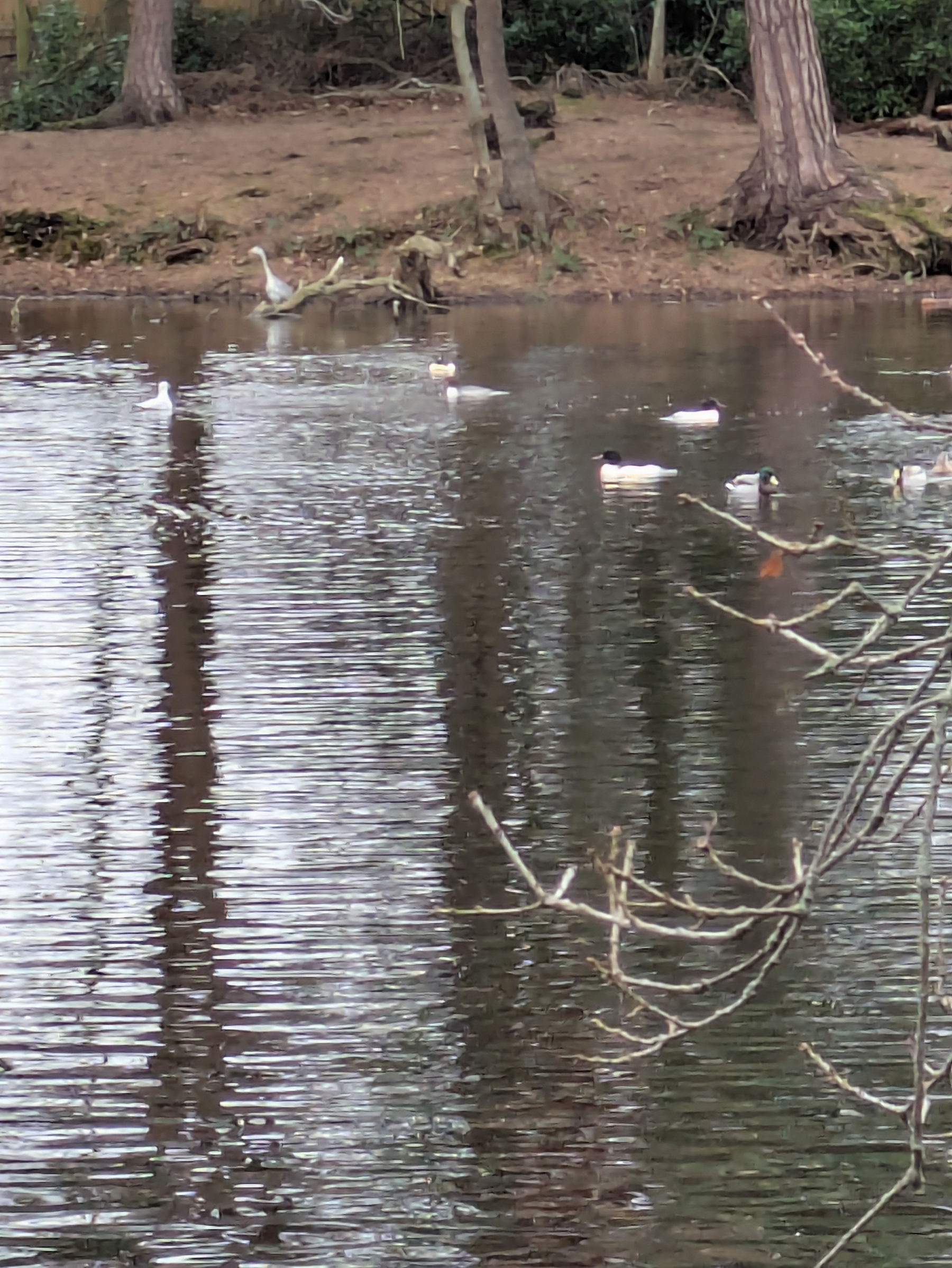 Ducks swim on a calm lake surrounded by trees. A heron stands close to the bank. 