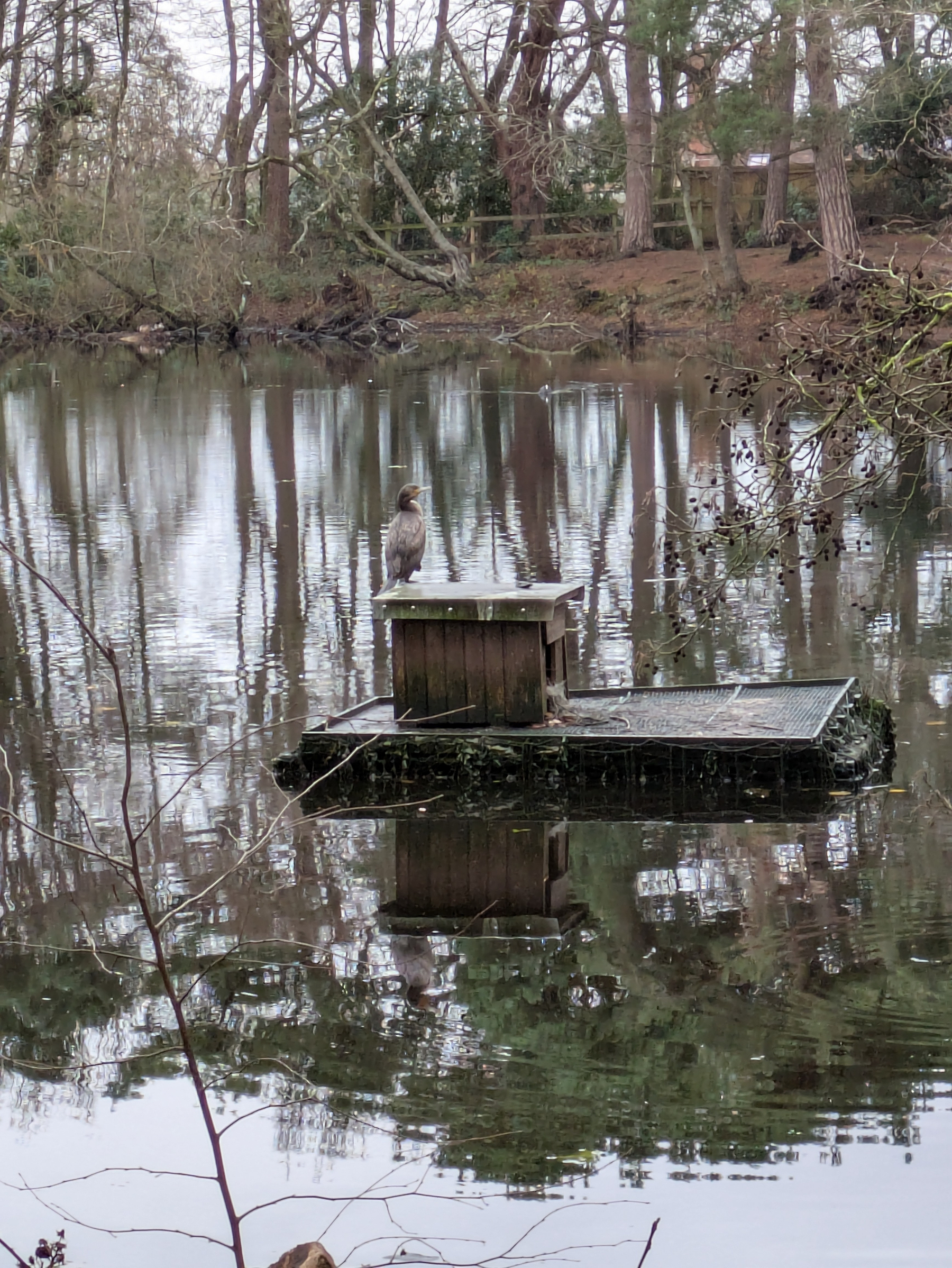 A bird is perched on a small wooden structure floating on a pond surrounded by trees.