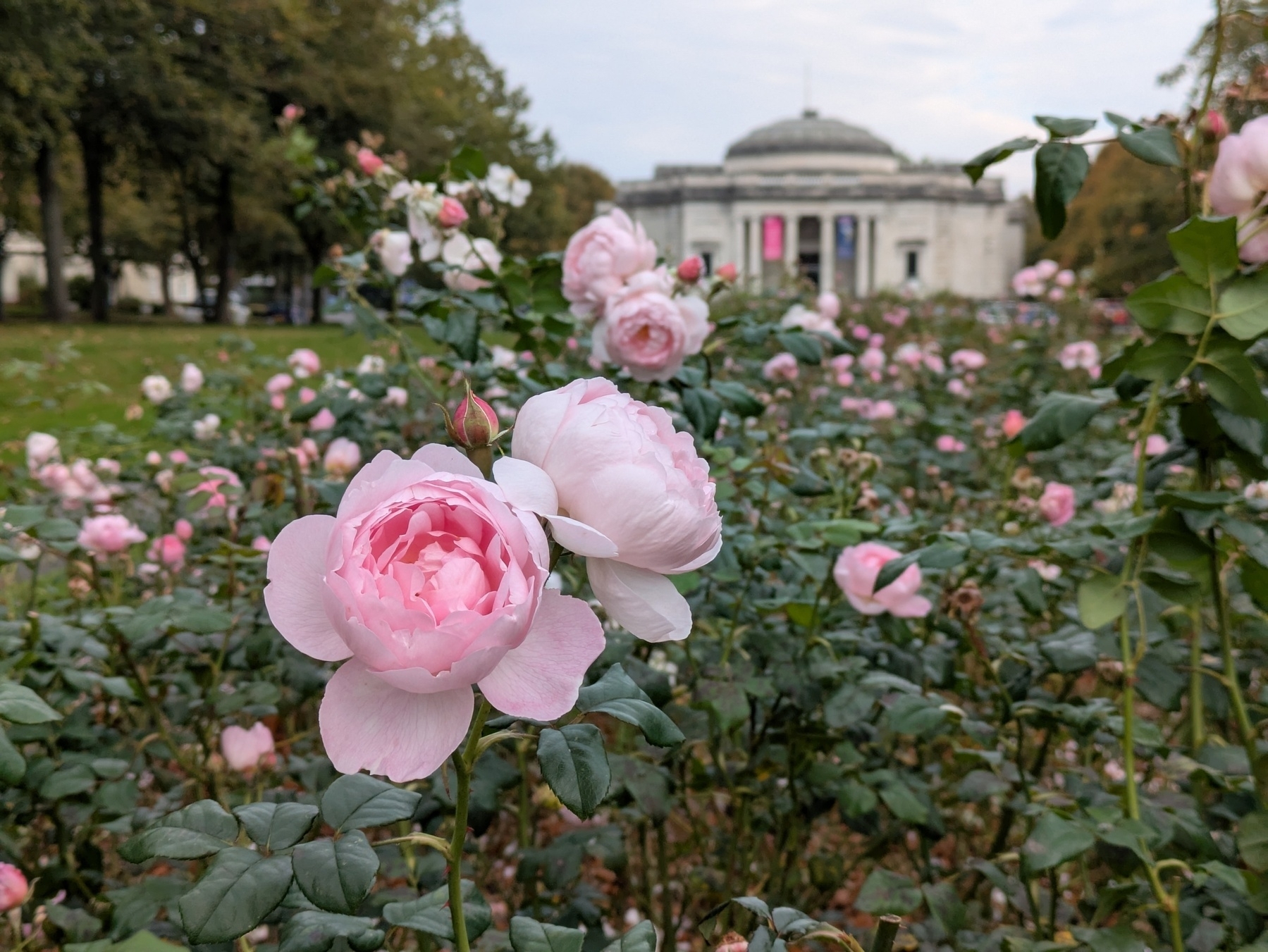 Pink roses bloom in a garden with a domed building visible in the background.