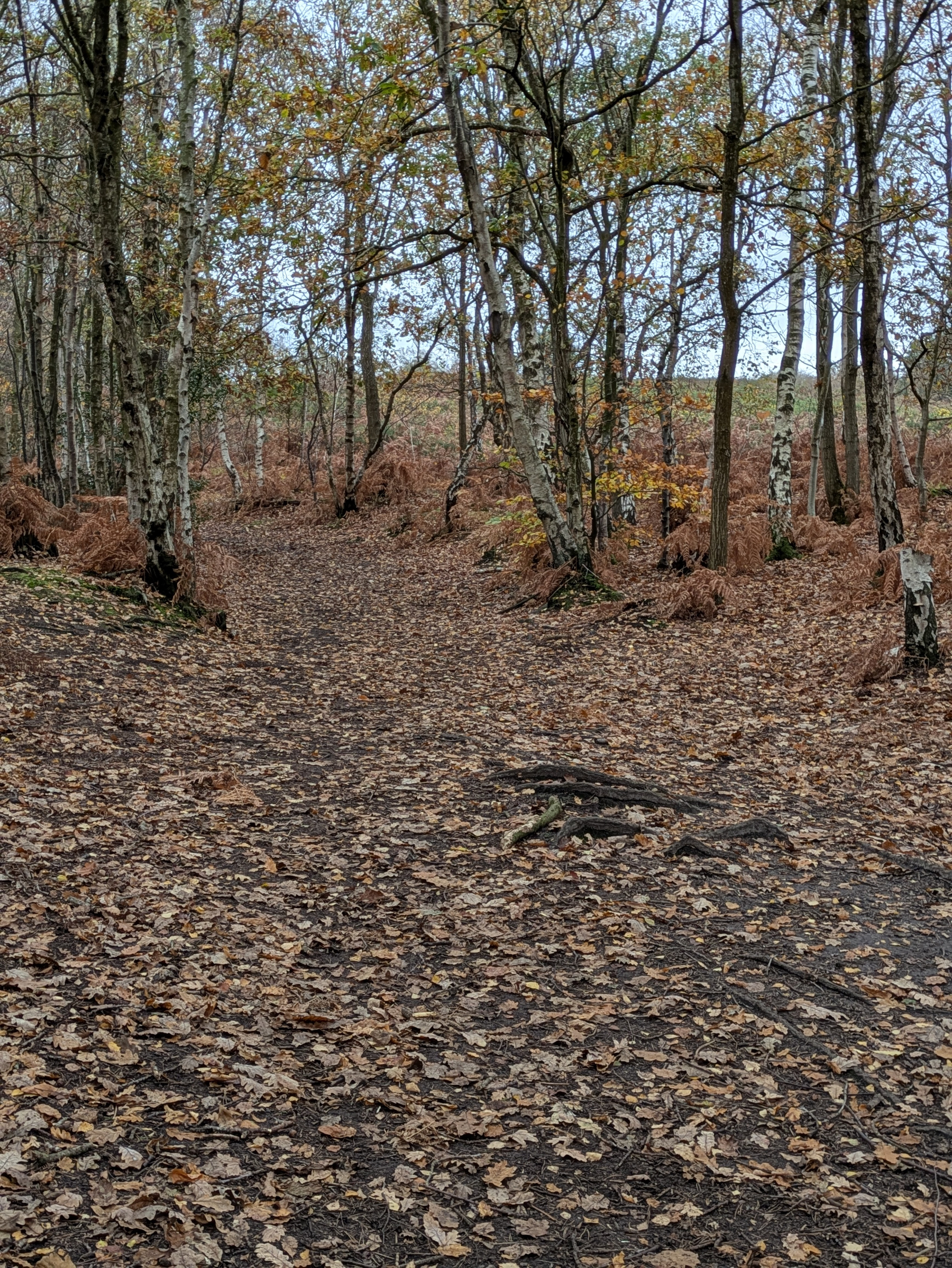 A forest path is covered with fallen leaves, surrounded by bare trees and ferns.