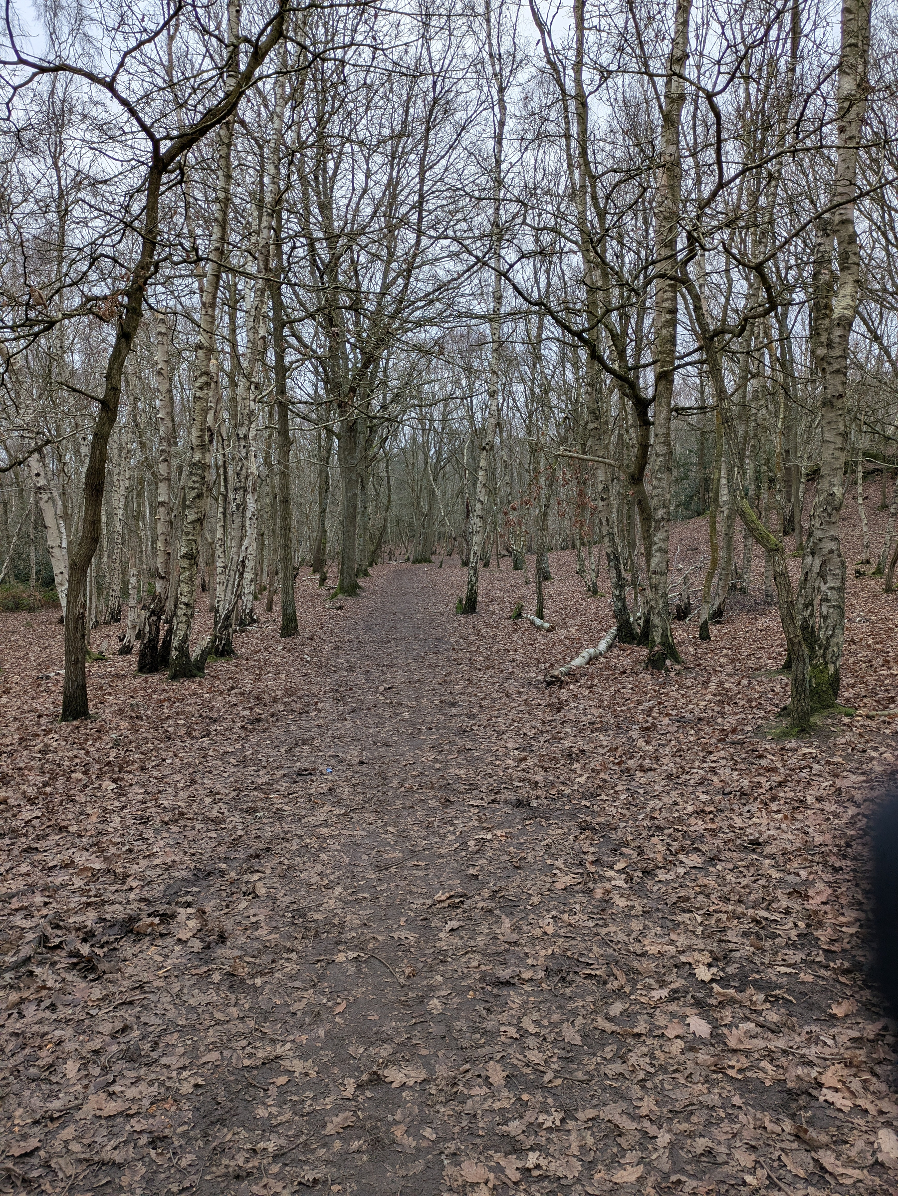 A leaf-covered path winds through a forest of bare trees.