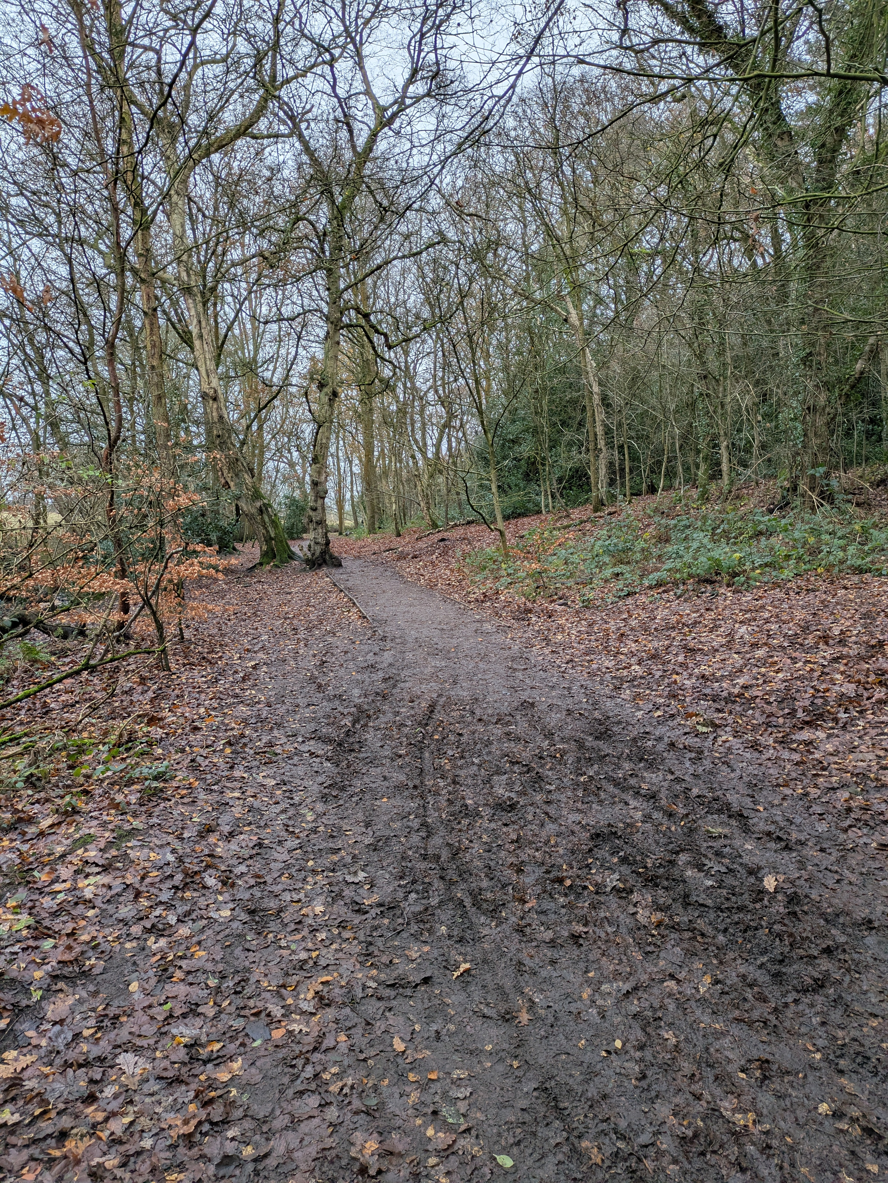 A muddy path winds through a forest with bare trees and fallen leaves scattered on the ground.