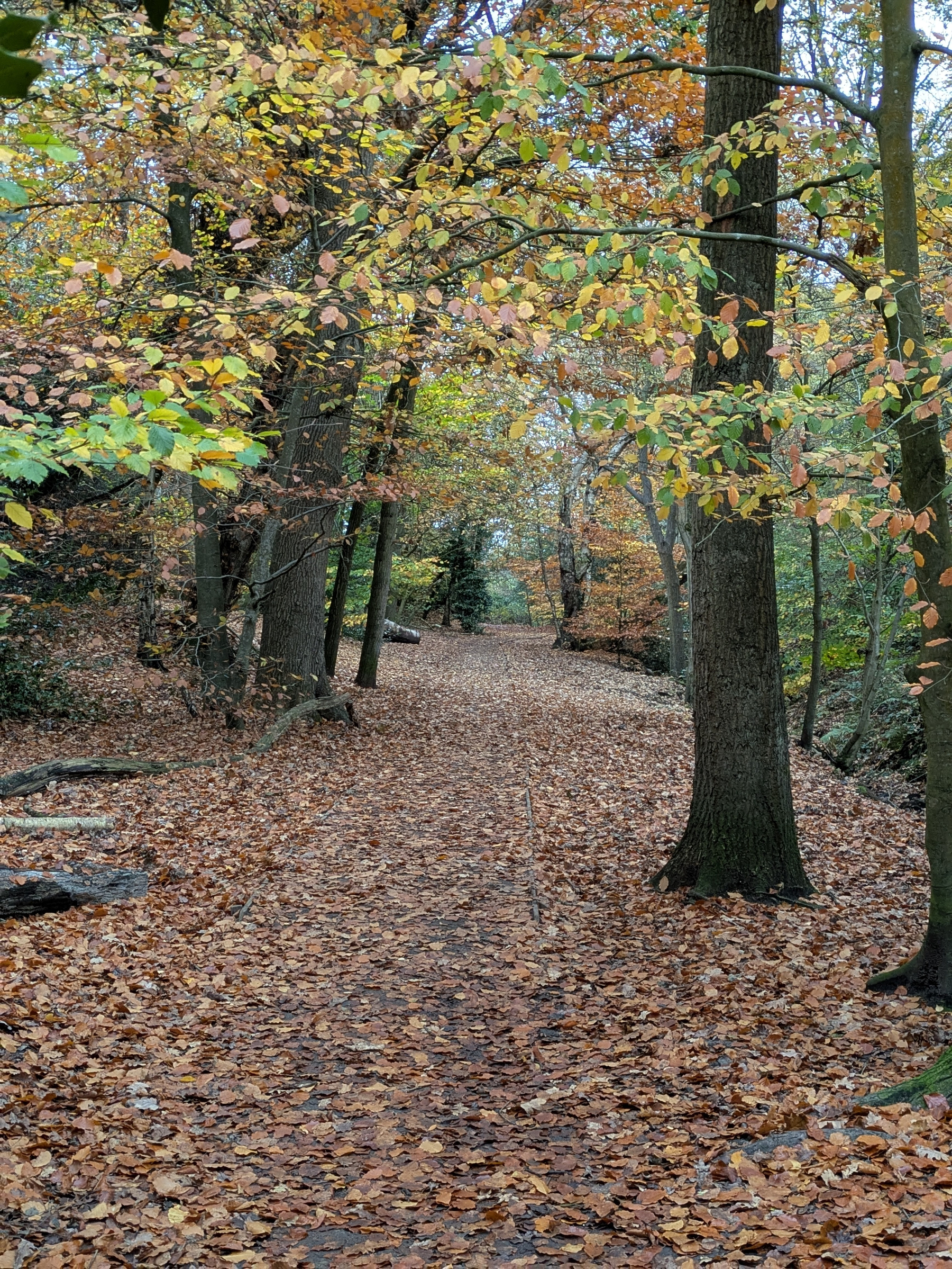 A forest path is covered in fallen leaves, surrounded by trees with colorful autumn foliage.