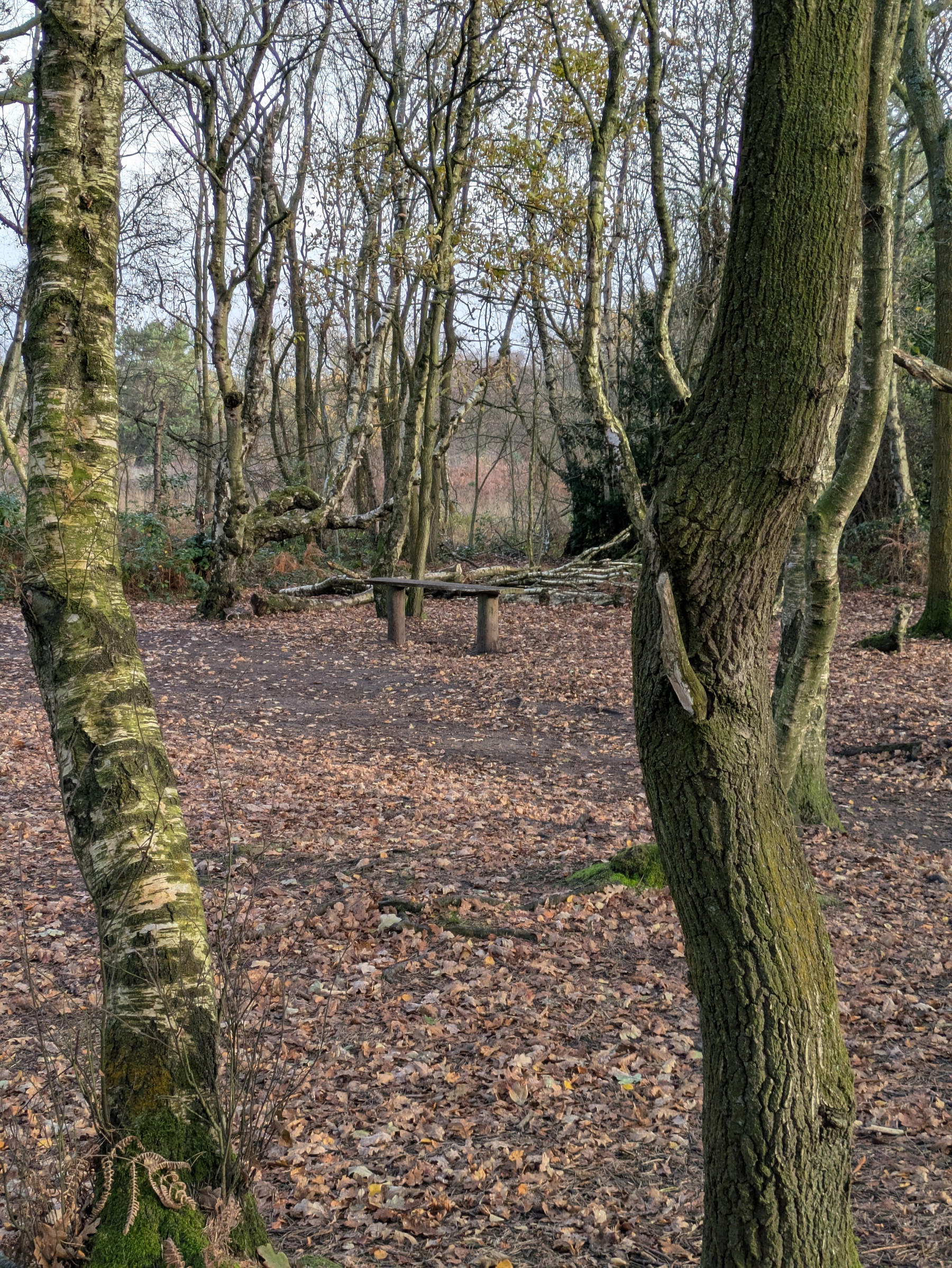 A forest scene features bare trees, scattered leaves on the ground, and a rustic bench made from logs.