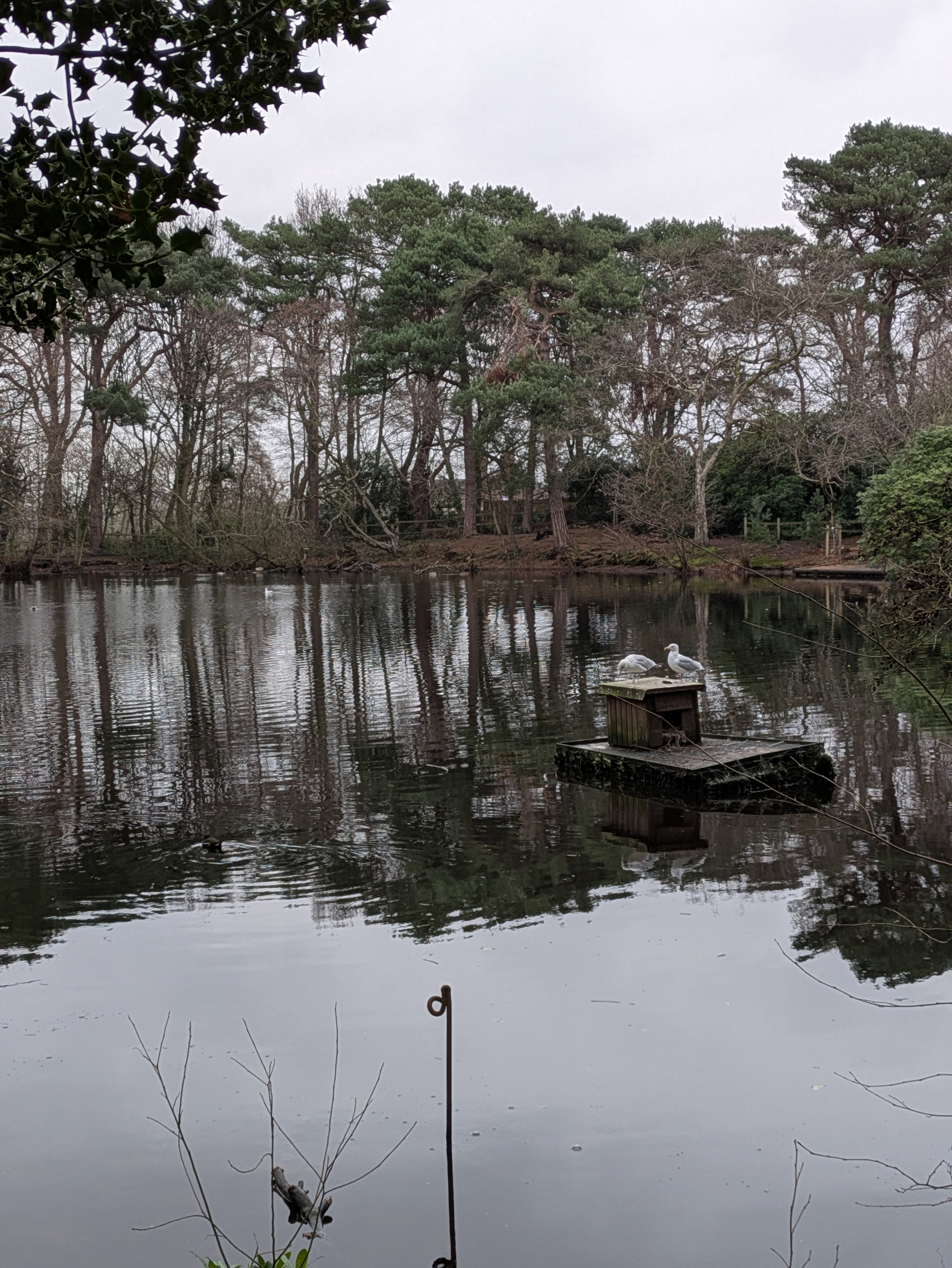 A serene pond surrounded by trees features two gulls resting on a small platform in the water.