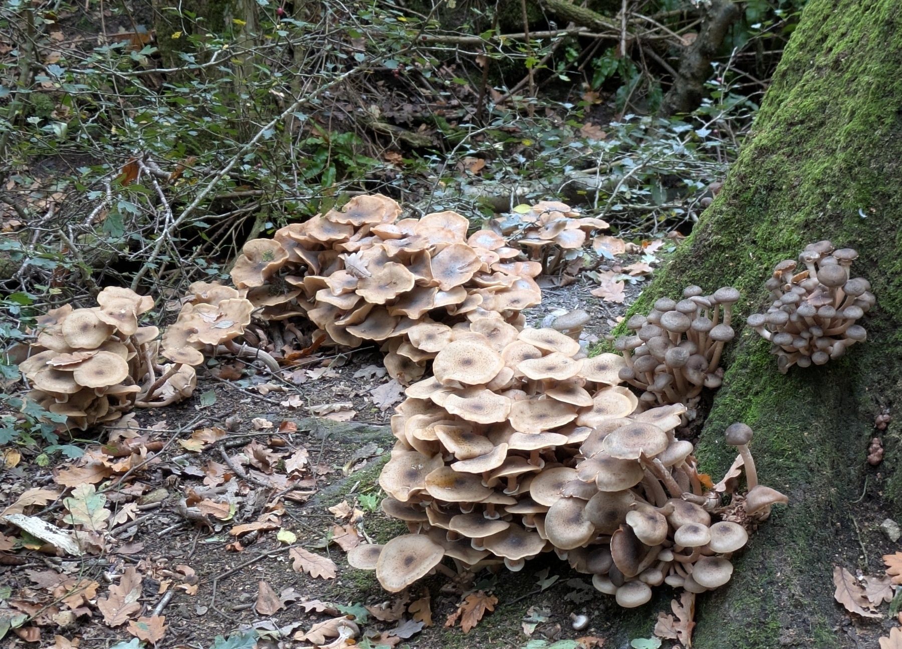 Clusters of brown mushrooms are growing at the base of a moss-covered tree in a forest setting.