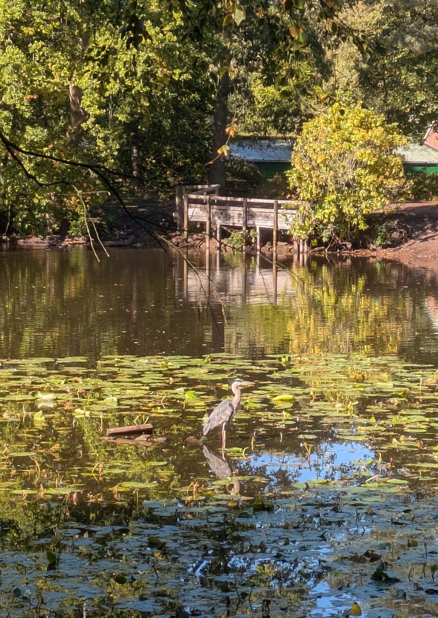 A heron stands amidst lily pads in a tranquil pond, with a wooden dock and lush trees in the background.