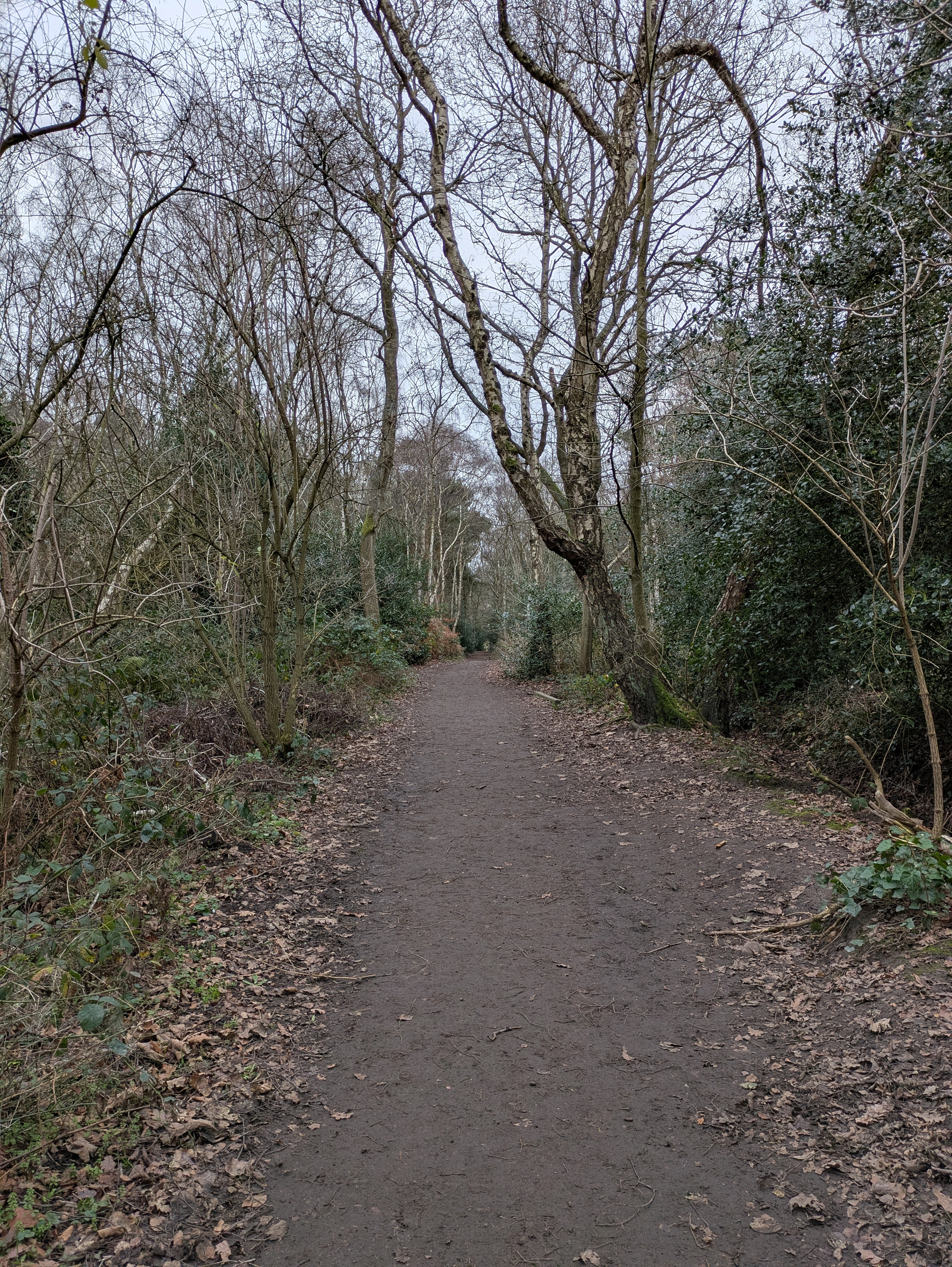 A narrow dirt path winds through a leafless forest with sparse greenery.