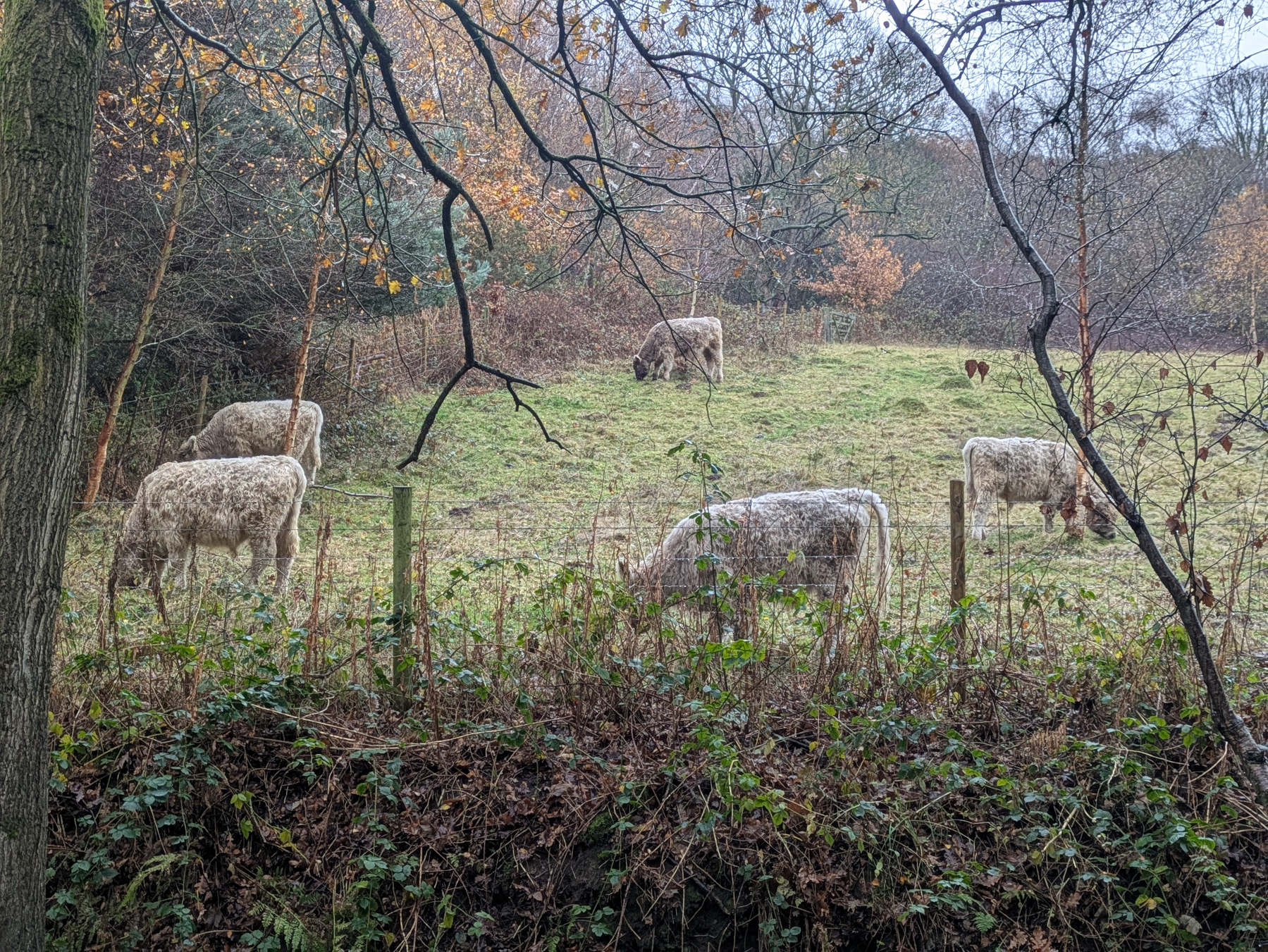 Cows with shaggy coats graze in a field surrounded by autumnal trees and a wooden fence.