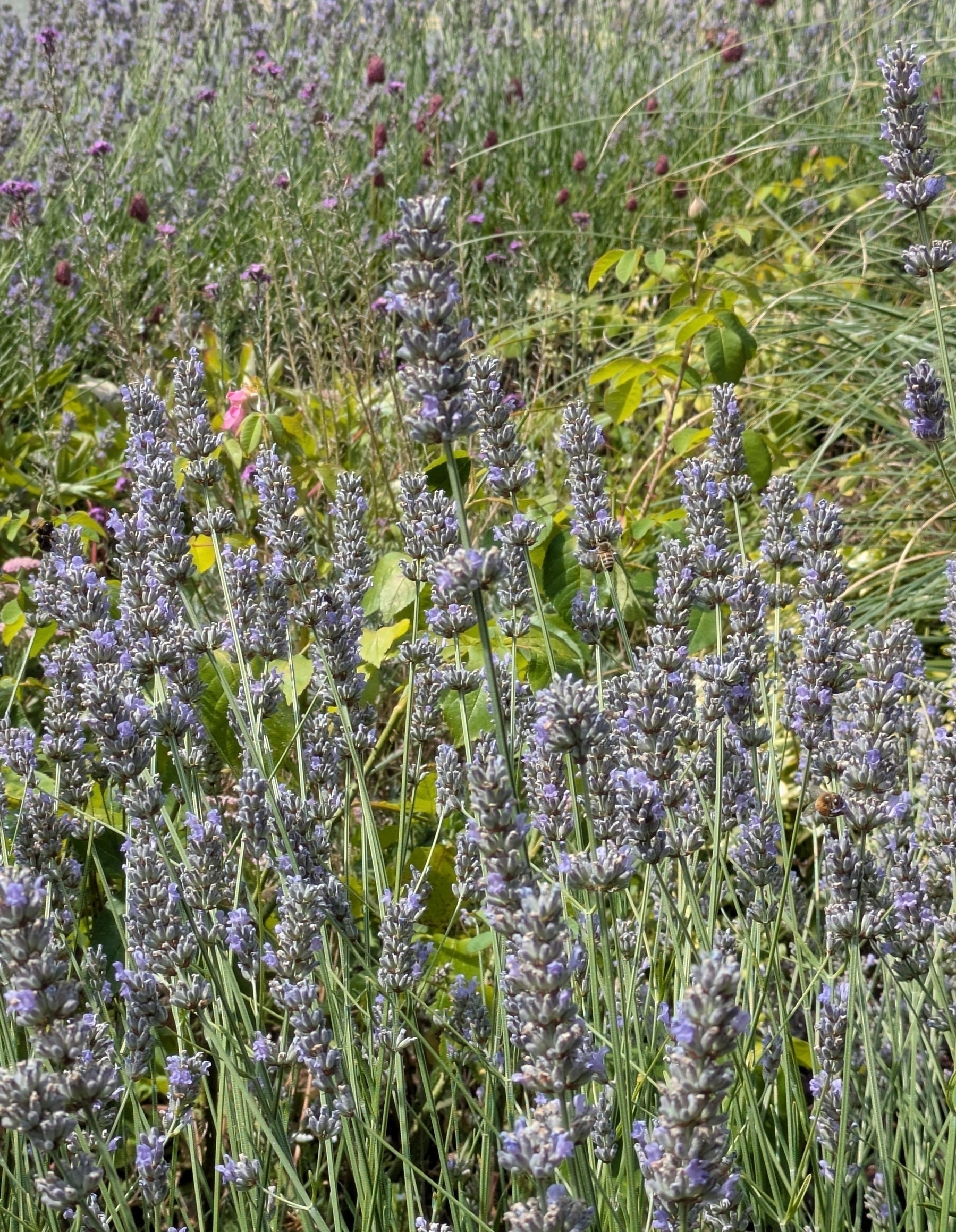 Bees enjoying the lavender in bloom.