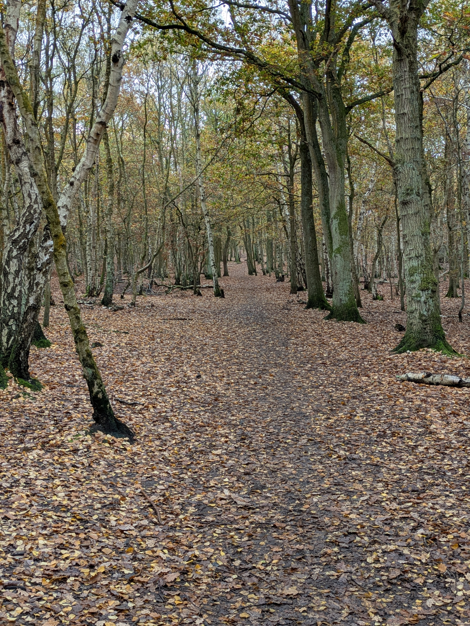 A forest path is lined with tall trees and covered in fallen autumn leaves.