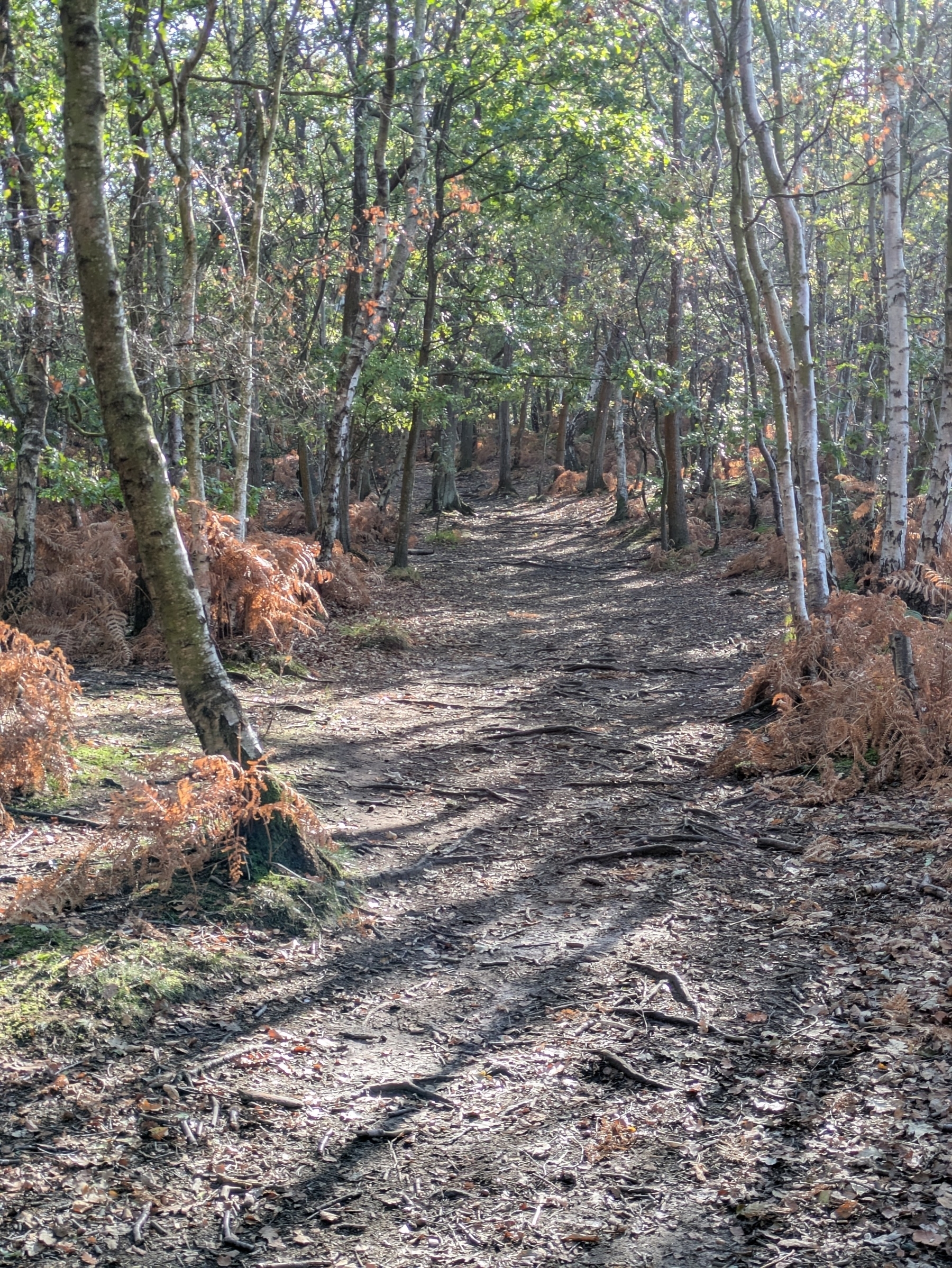 A sunlit forest path is surrounded by tall trees and fallen leaves.