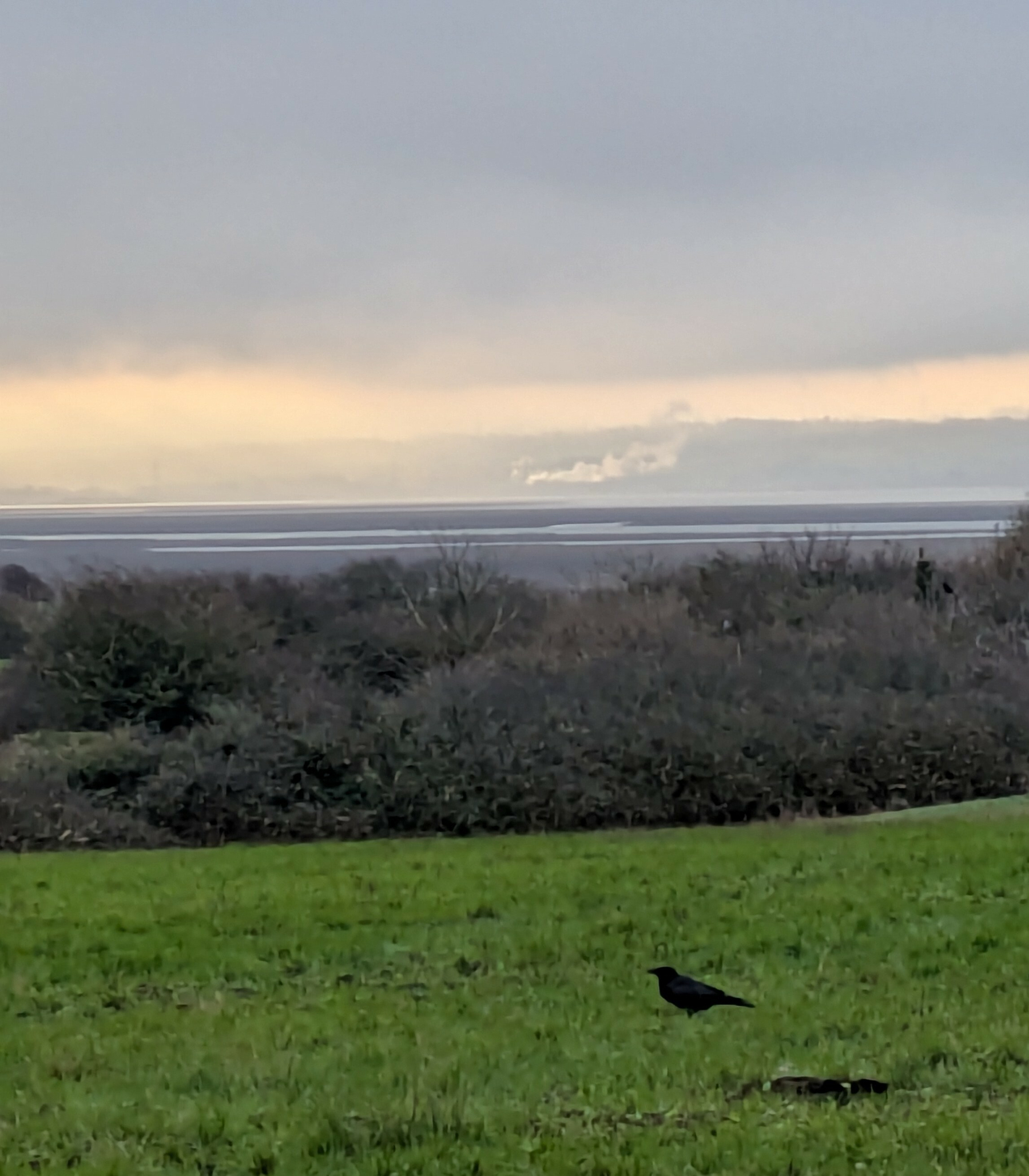 A solitary bird stands on a grassy field with a distant view of a body of water and a slight industrial skyline under a cloudy sky.