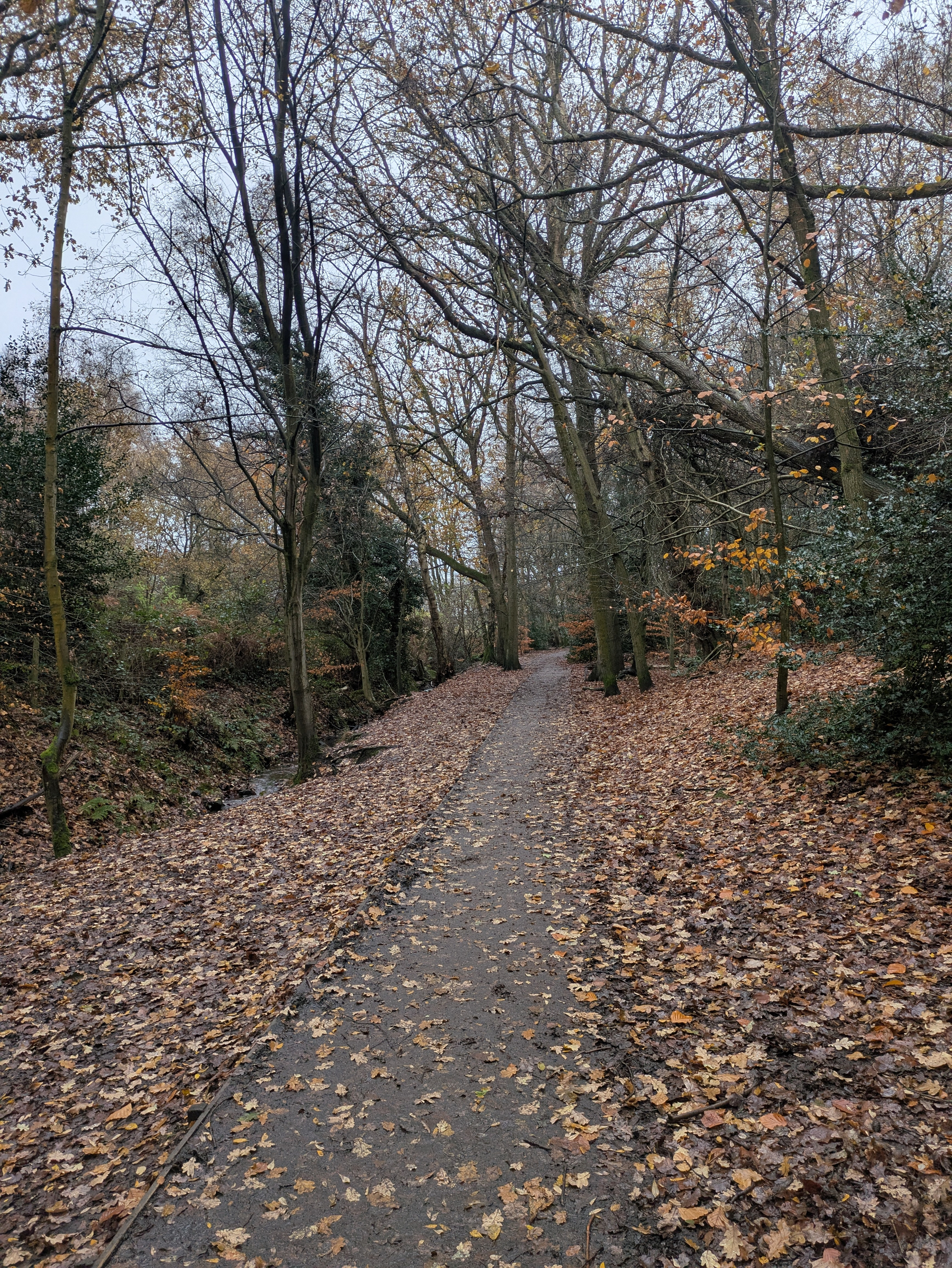 A narrow path covered with fallen leaves winds through a forest of tall, leafless trees.