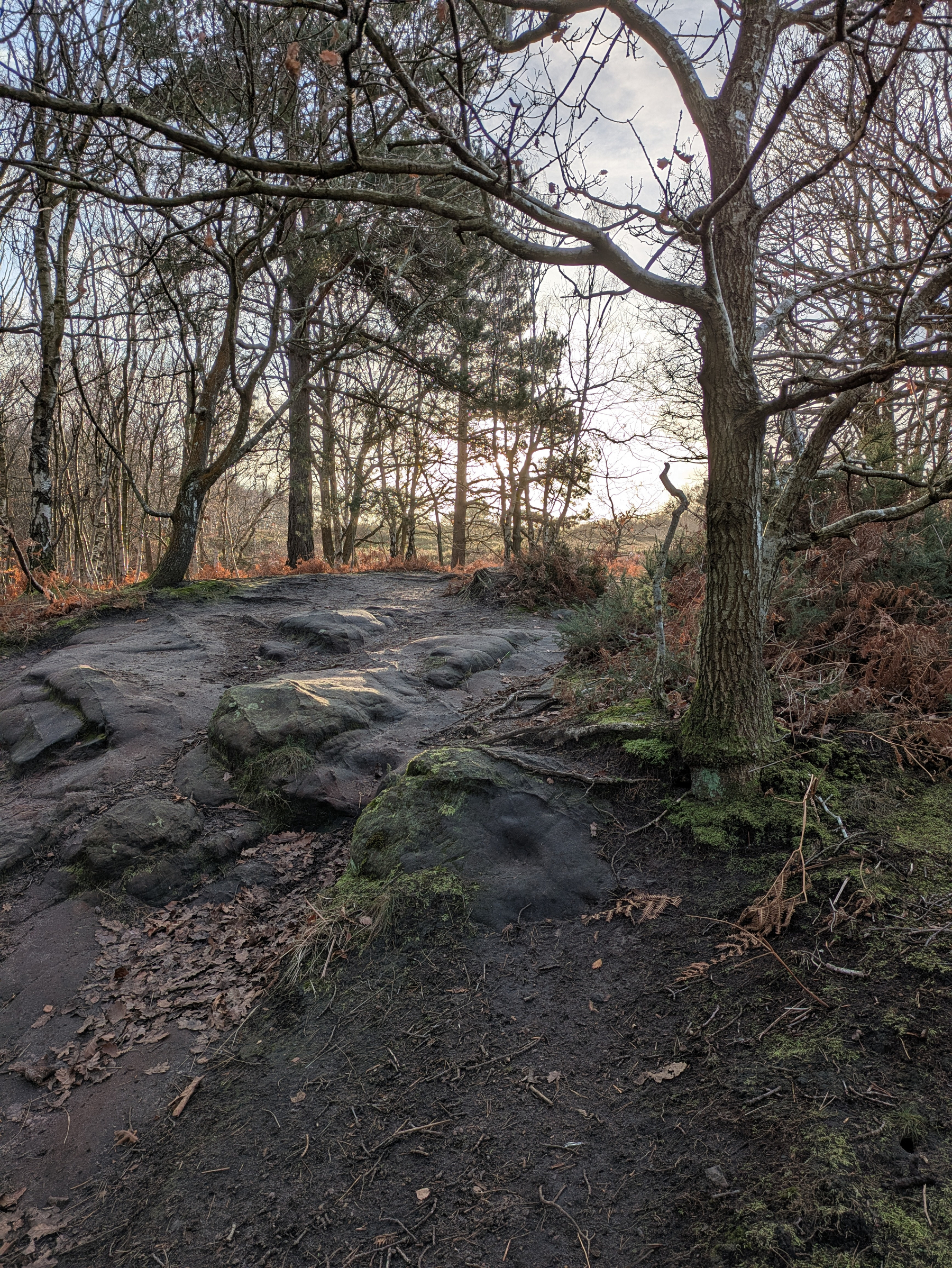 A serene woodland path is surrounded by bare trees and patches of moss on a clear day.