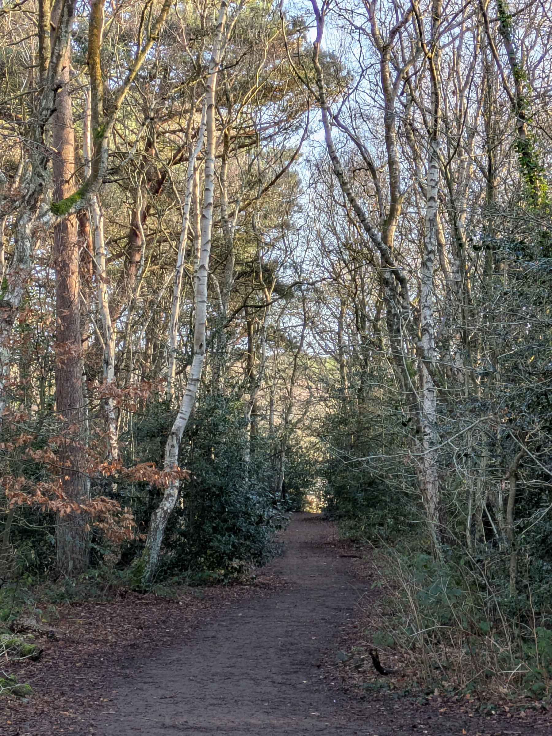 A dirt path winds through a serene forest with tall, leafless trees on both sides.
