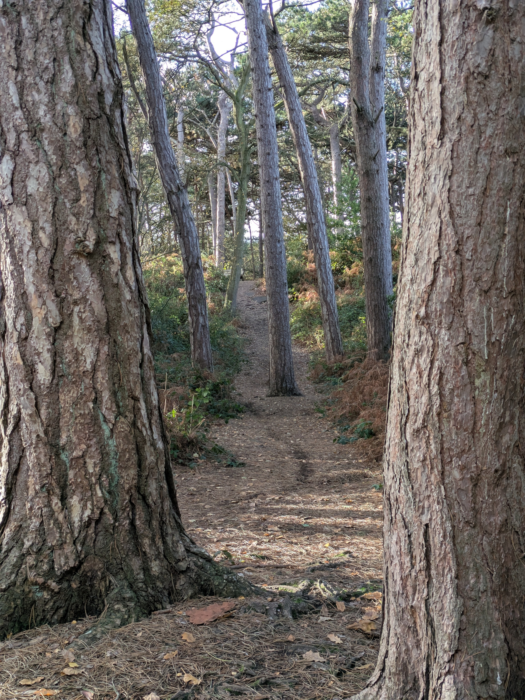 A narrow trail winds through a forest of tall, closely spaced trees.