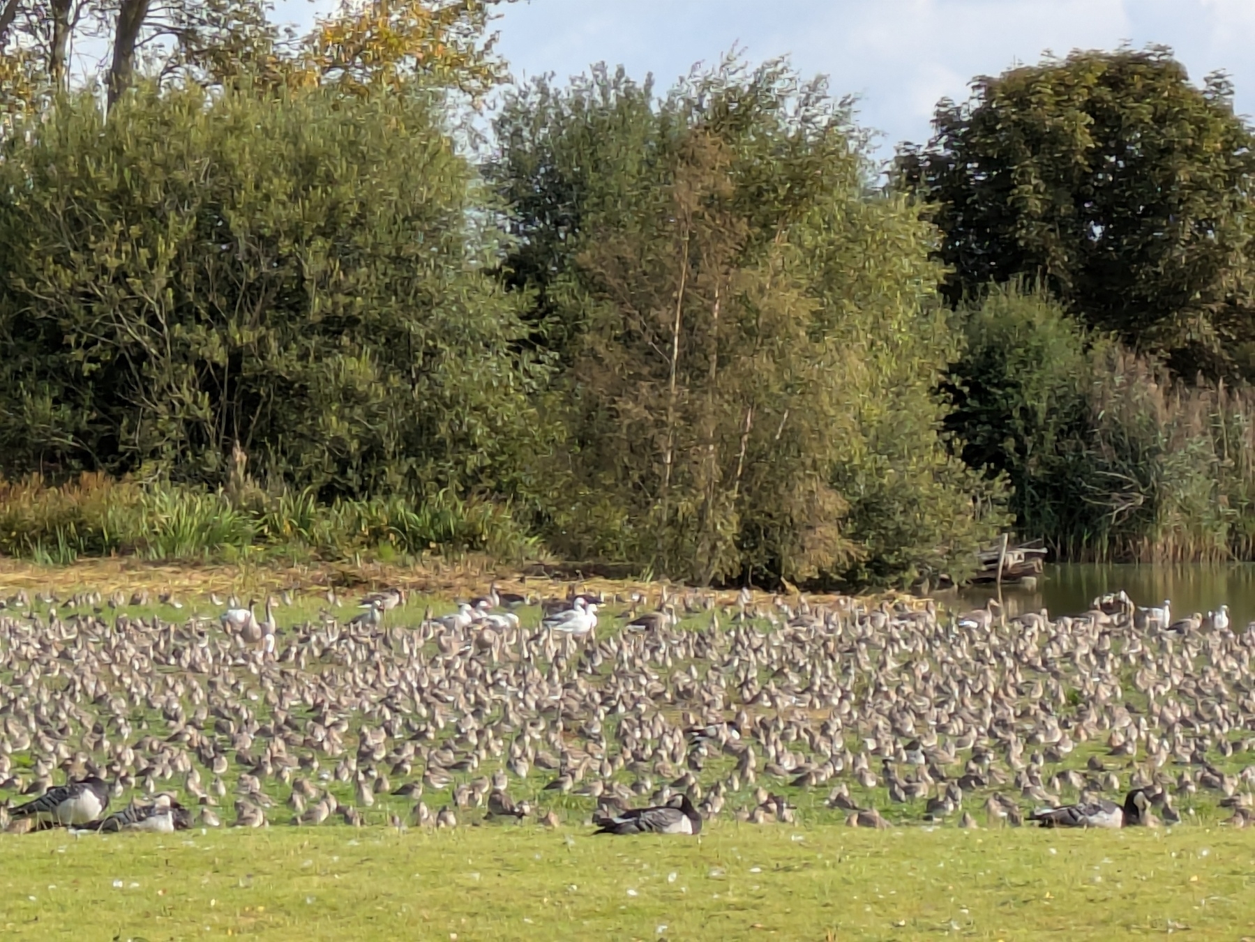 A large flock of birds is gathered on a grassy area near a pond, surrounded by trees and shrubs.