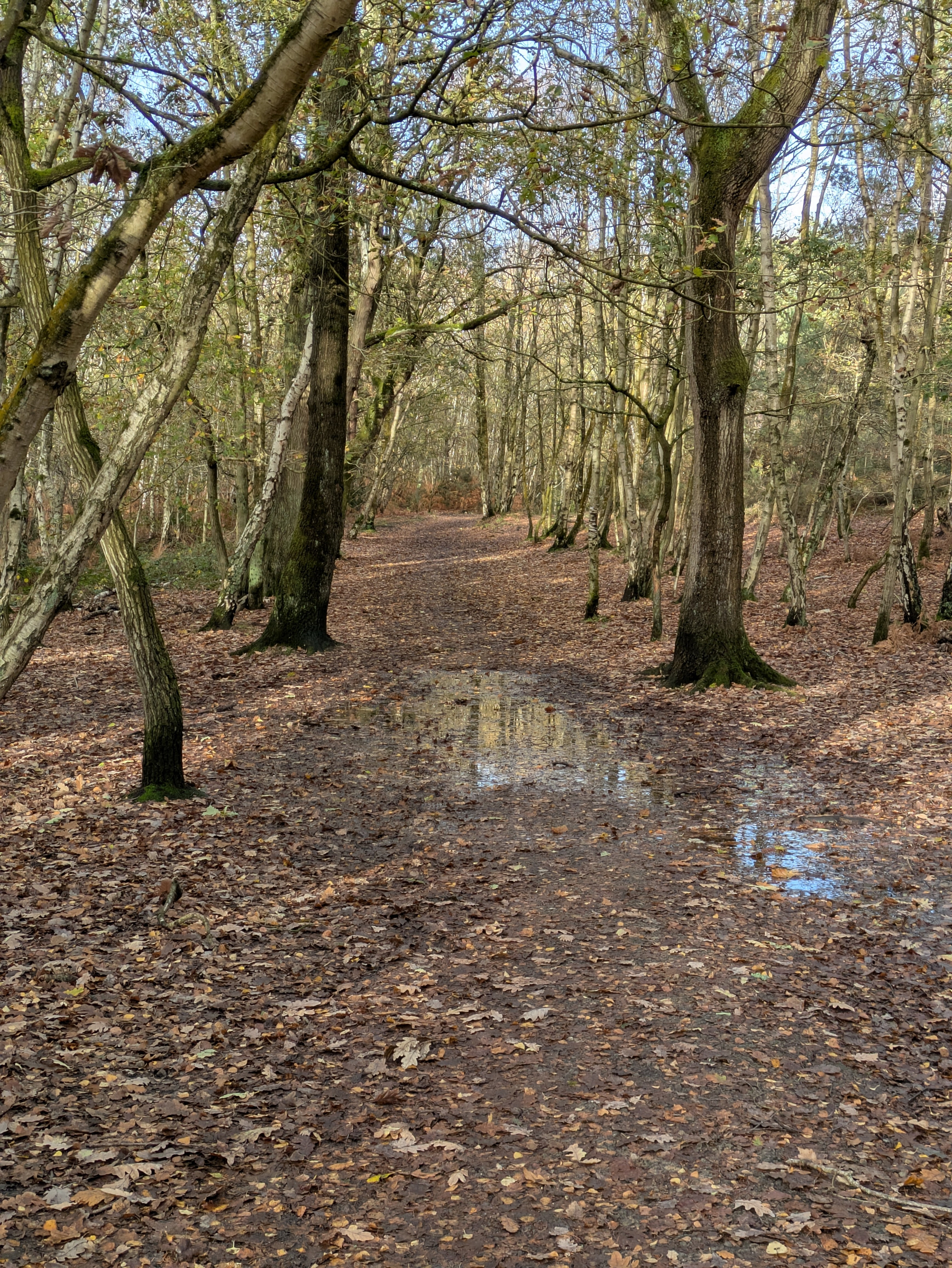 A leaf-covered forest path is lined with tall, bare trees, with a small puddle reflecting the sky.