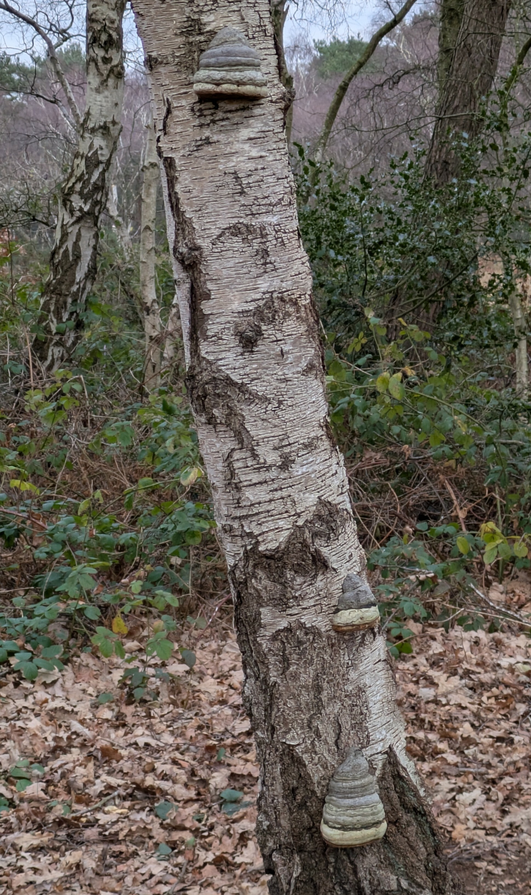 A birch tree trunk is partially covered in fungi, standing amid a wooded area with fallen leaves on the ground.