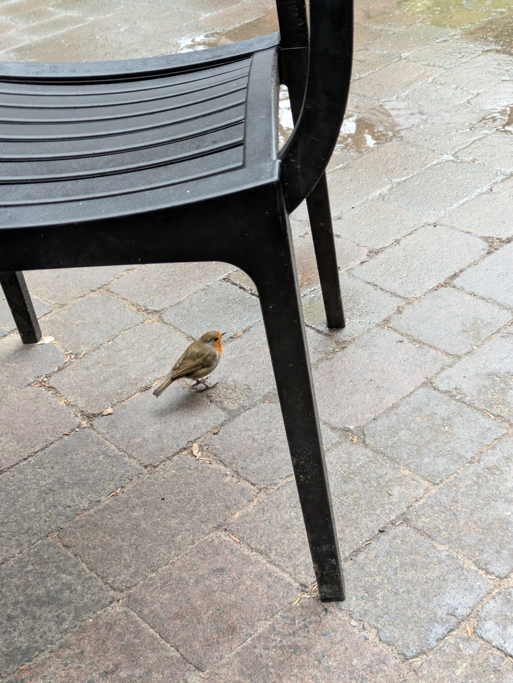 A small bird is standing on a cobblestone ground near the leg of a black chair.