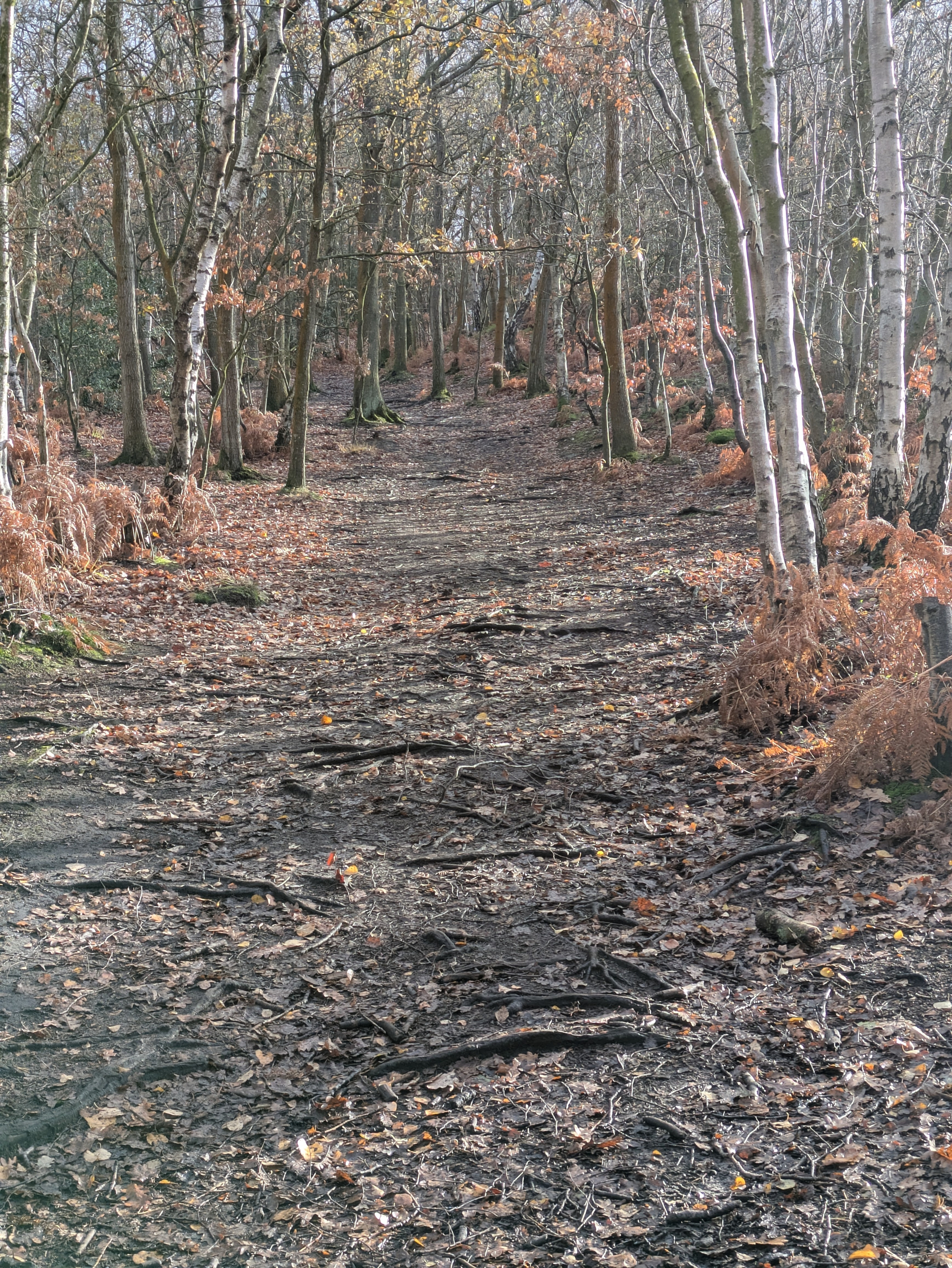 A forest path winds through a grove of slender trees with exposed roots and scattered leaves on the ground.