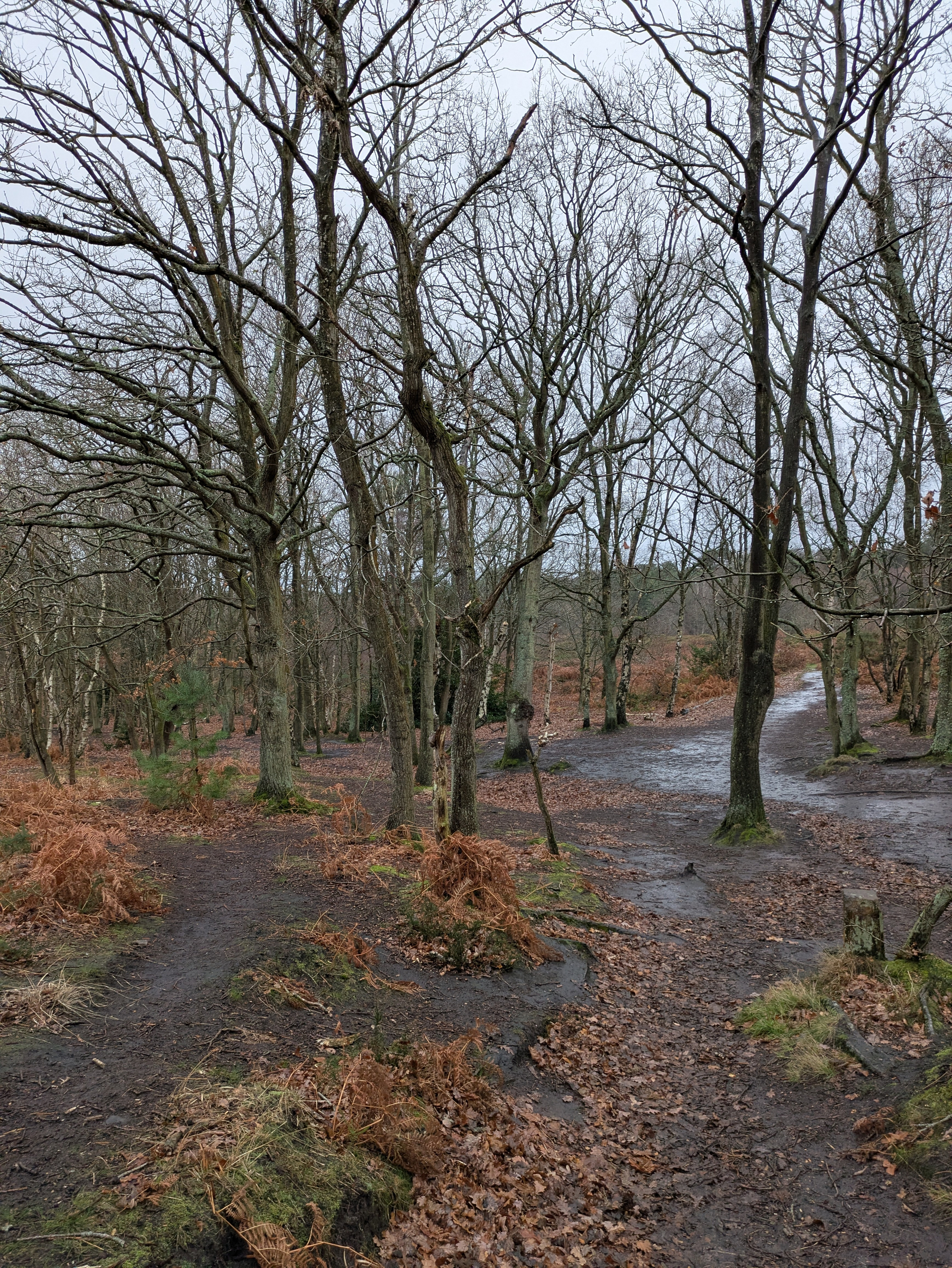 A pathway winds through a leafless forest with scattered orange-brown foliage on the ground.