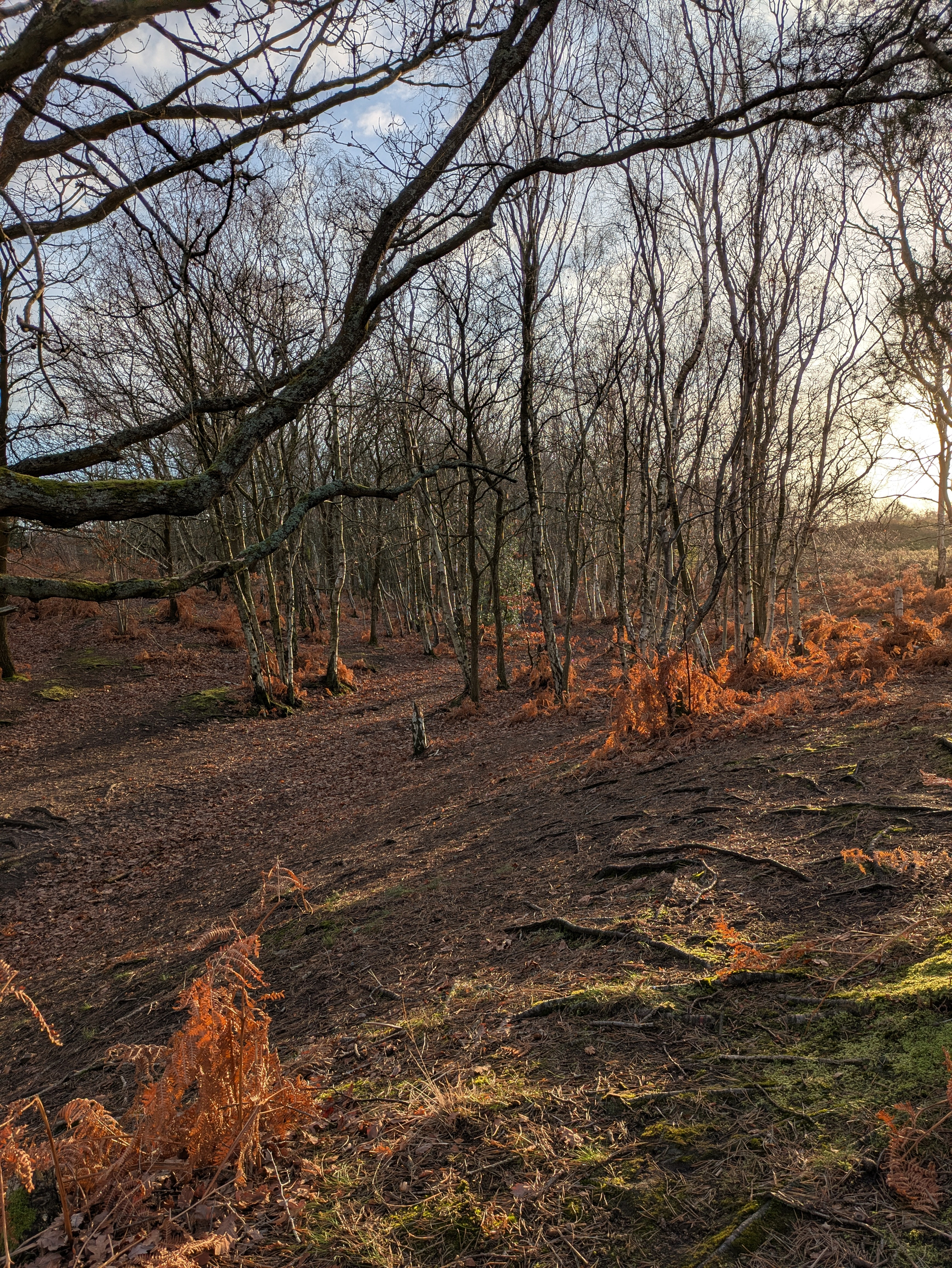 A forest scene features bare trees and sunlit orange ferns on a forest floor.