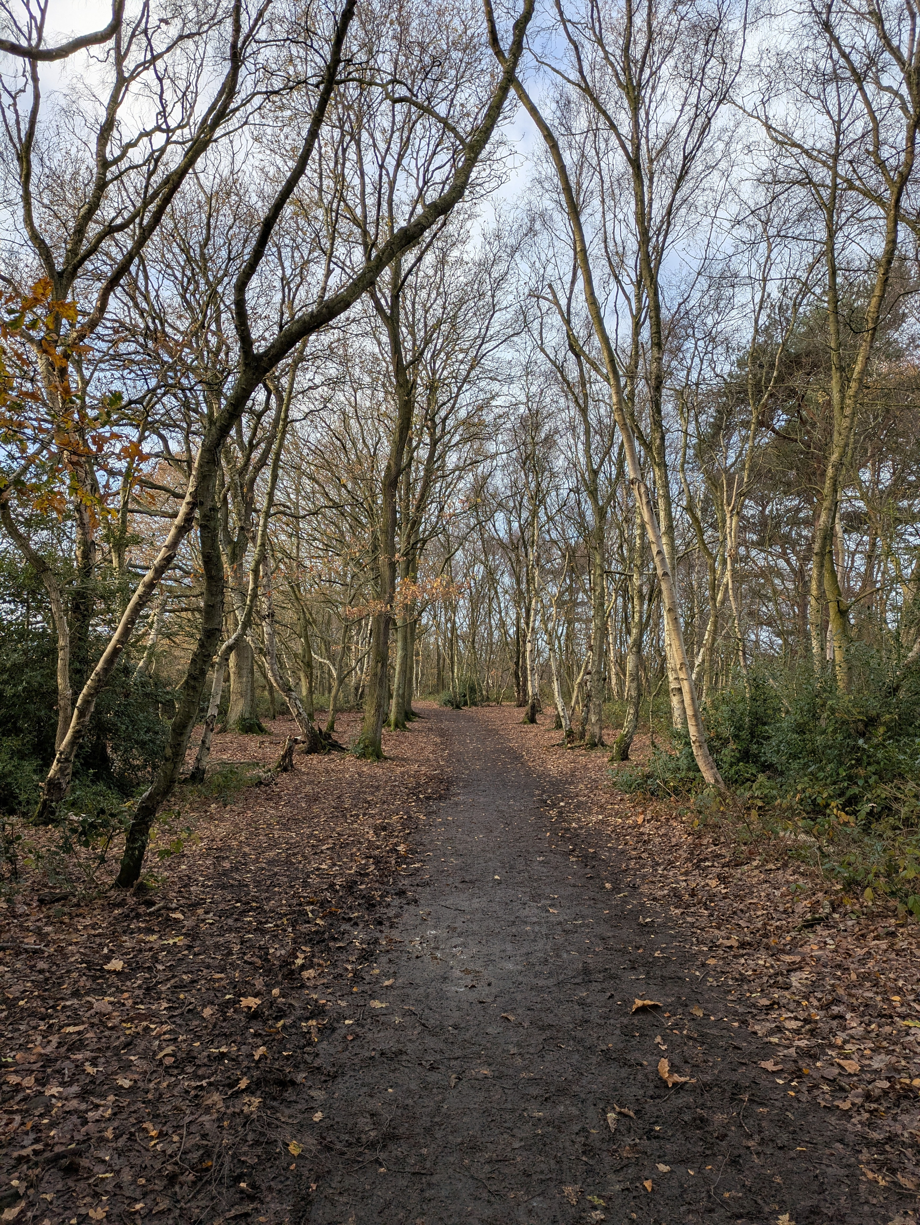 A dirt path winds through a forest with tall, bare trees and scattered fallen leaves.