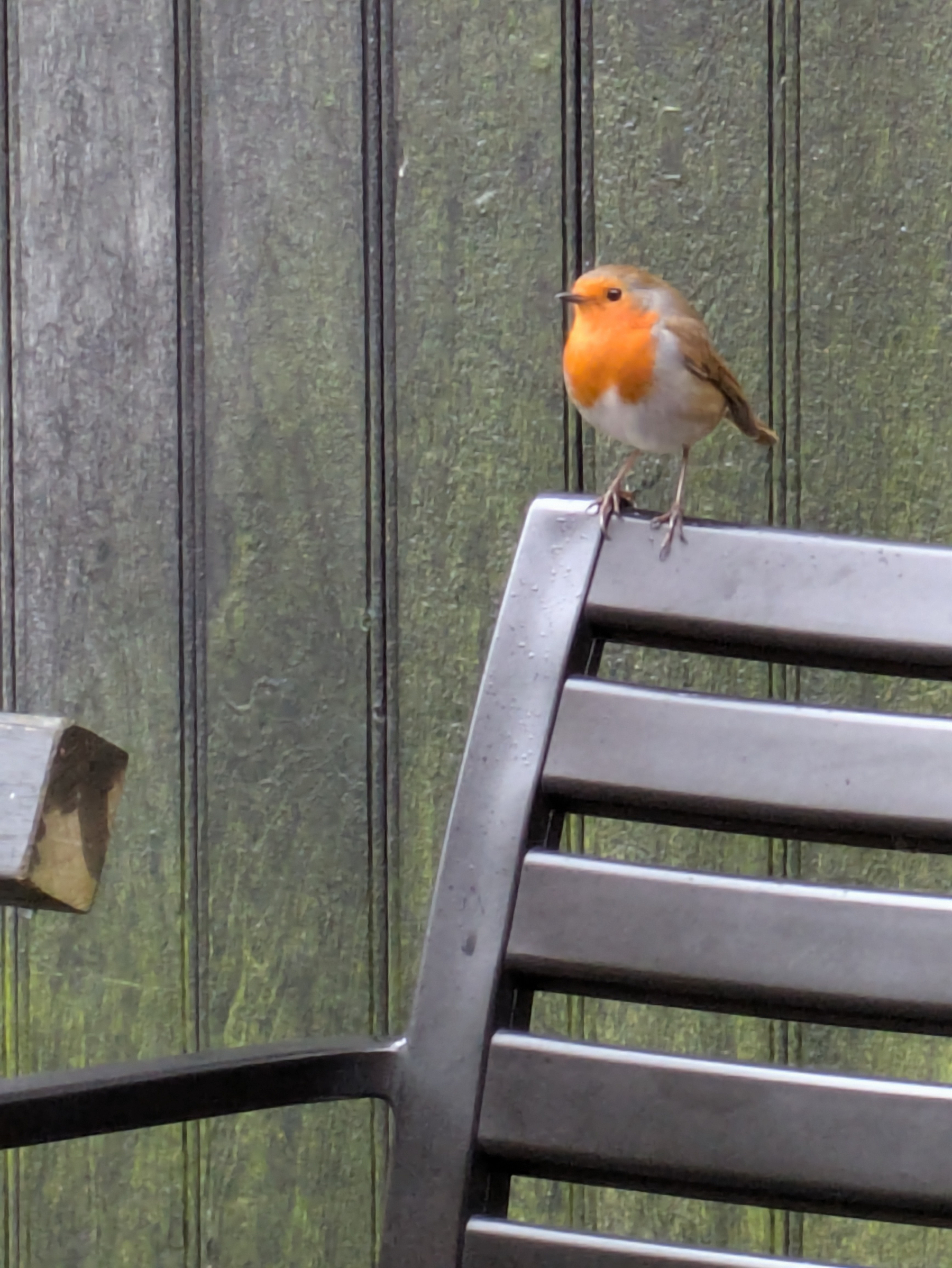 A robin is perched on the back of a metal chair against a wooden fence background.