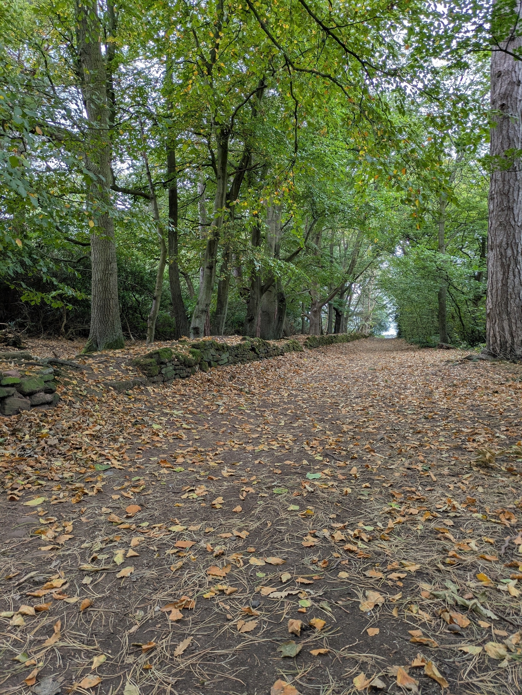 A leaf-strewn path in a forest is flanked by trees with a stone wall running alongside.