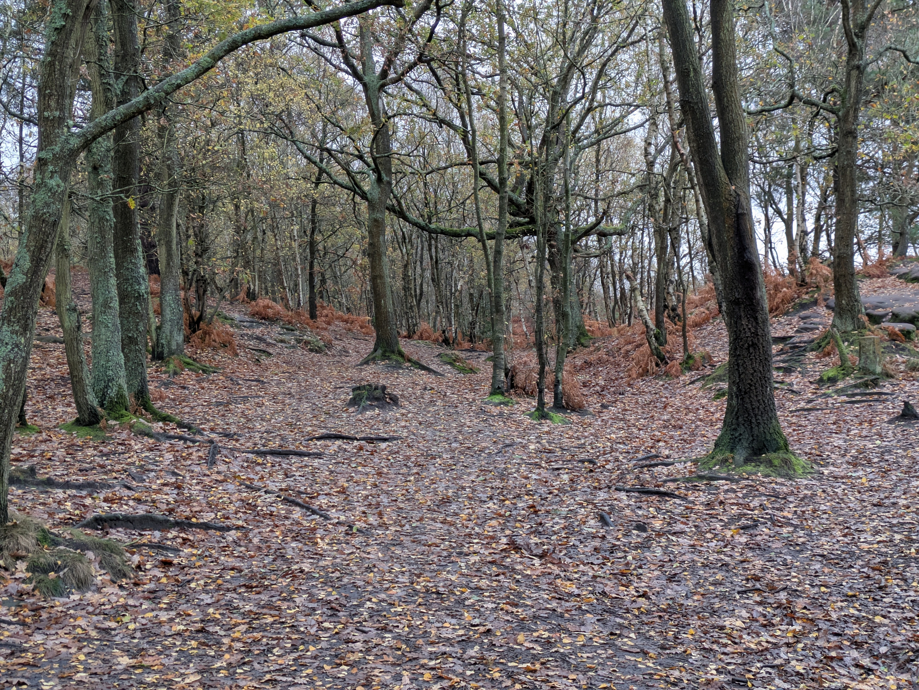 Woodland scene with leaves on the ground and small rocky outcrop on the right. 