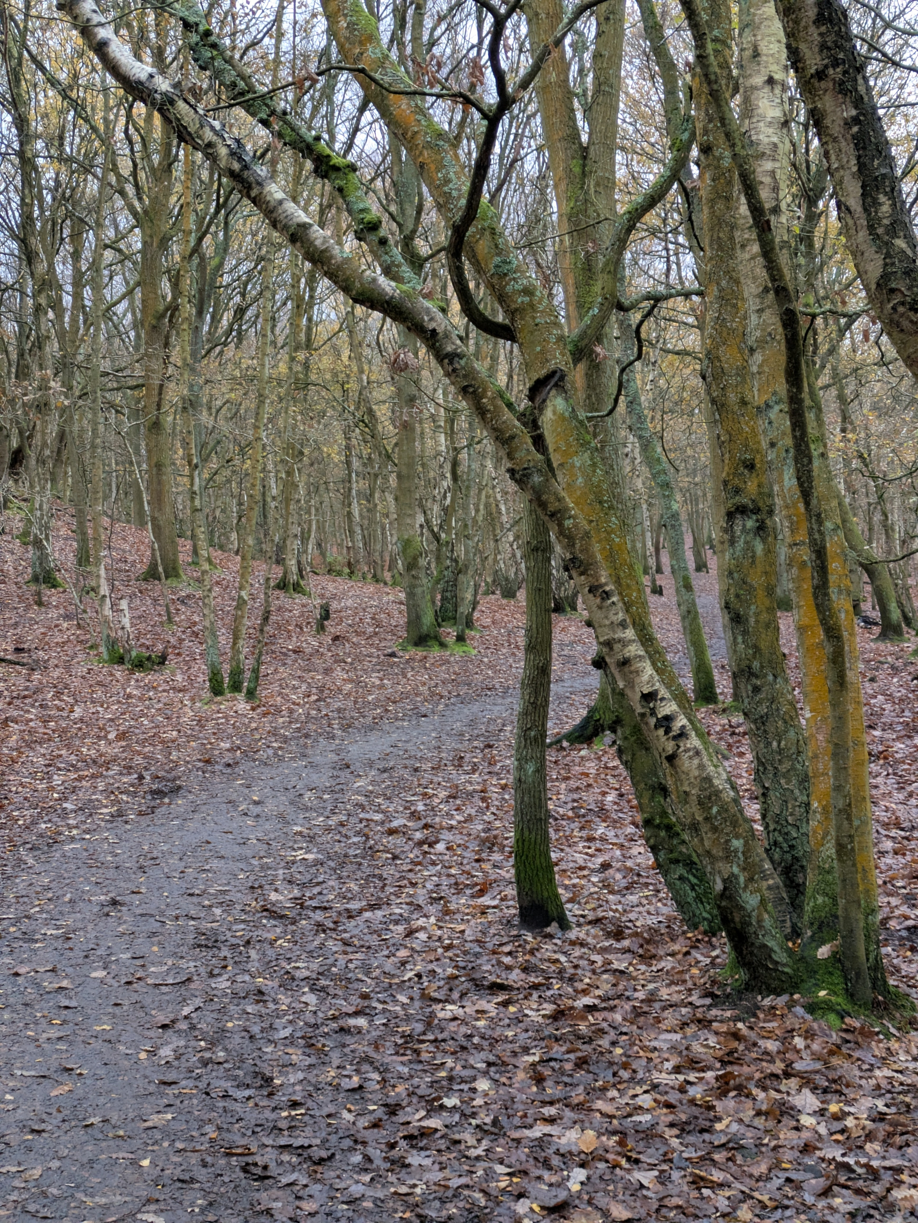 A narrow path winds through a leaf-strewn forest with tall, bare trees.