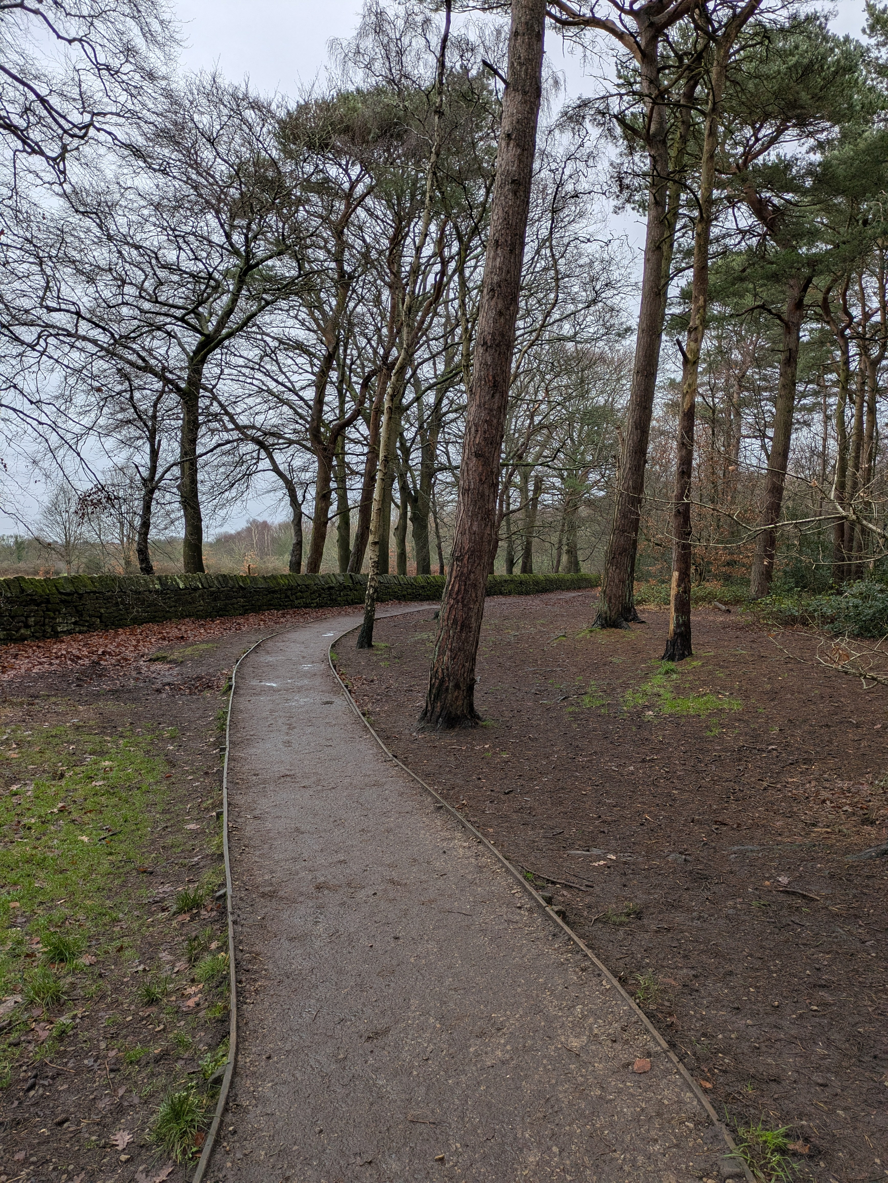 A narrow path winds through a woodland area with tall, sparse trees and overcast skies.