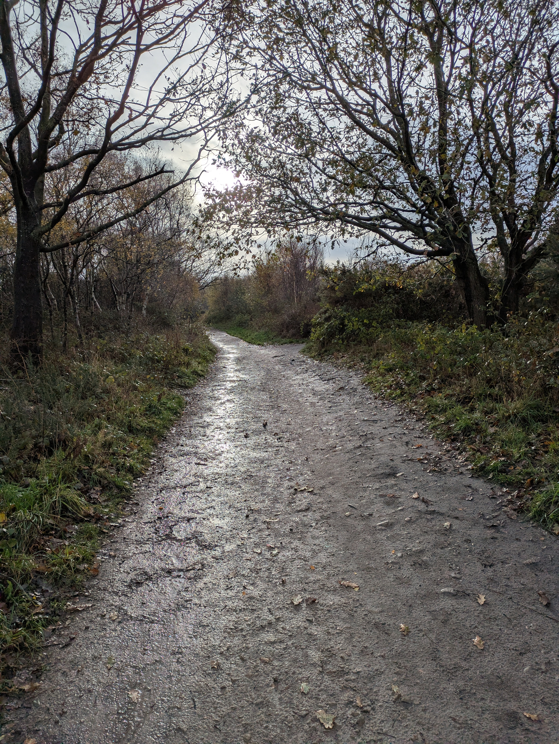 A tree-lined pathway covered in fallen leaves stretches into the distance on a cloudy day.