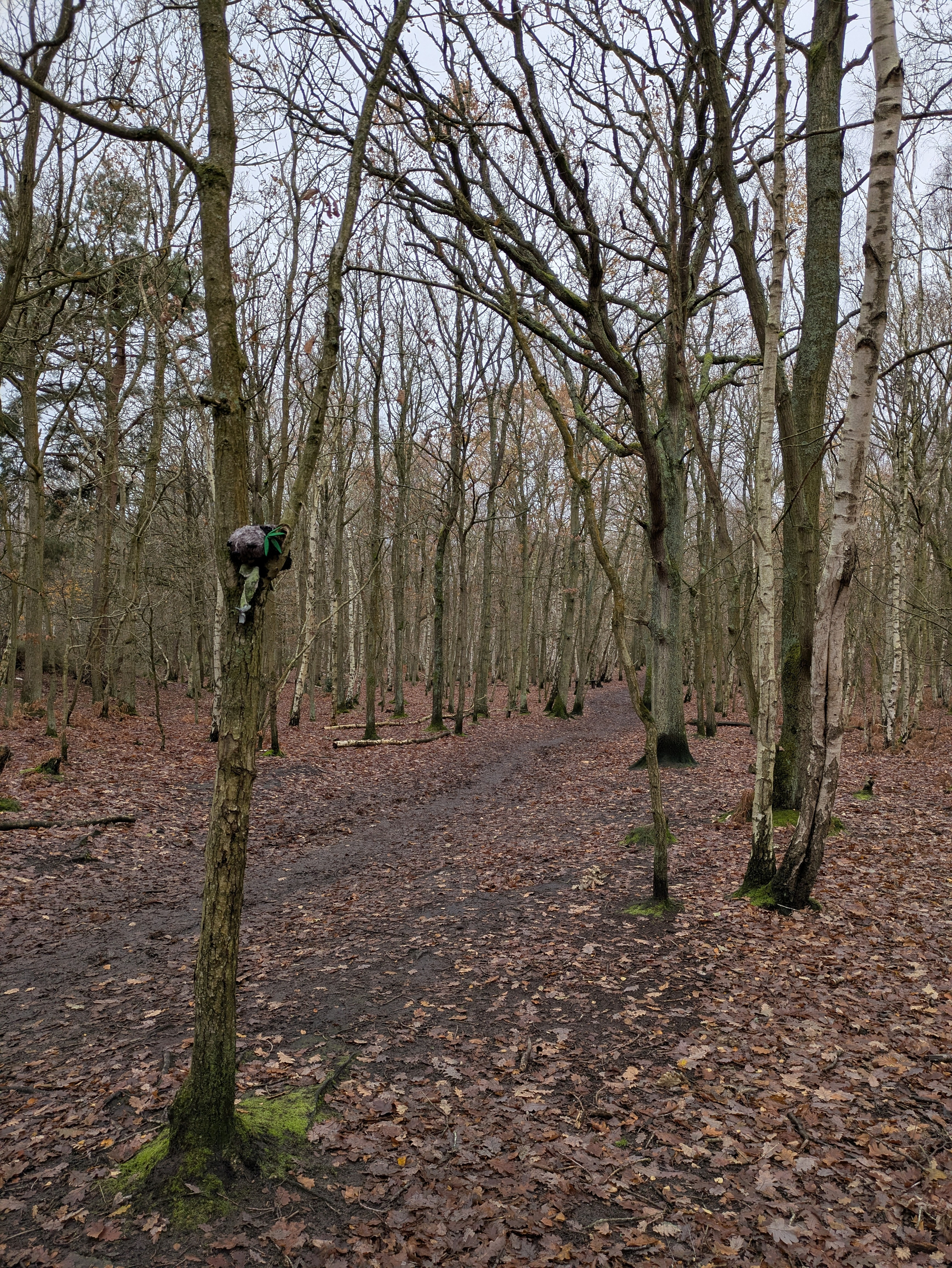 A narrow, leaf-covered path winds through a dense forest of tall, bare trees.