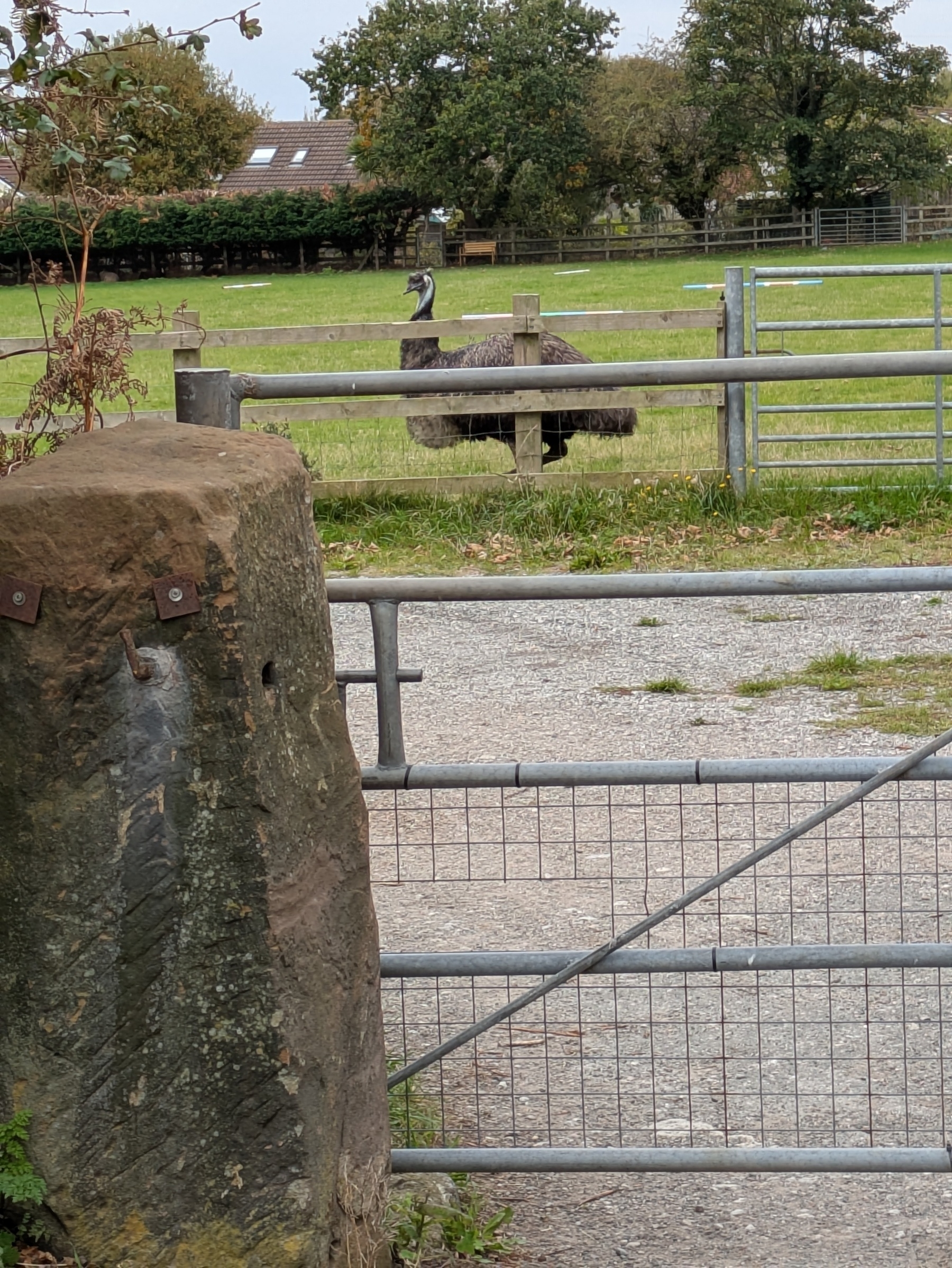 An emu stands in a fenced grassy area with houses and trees in the background.