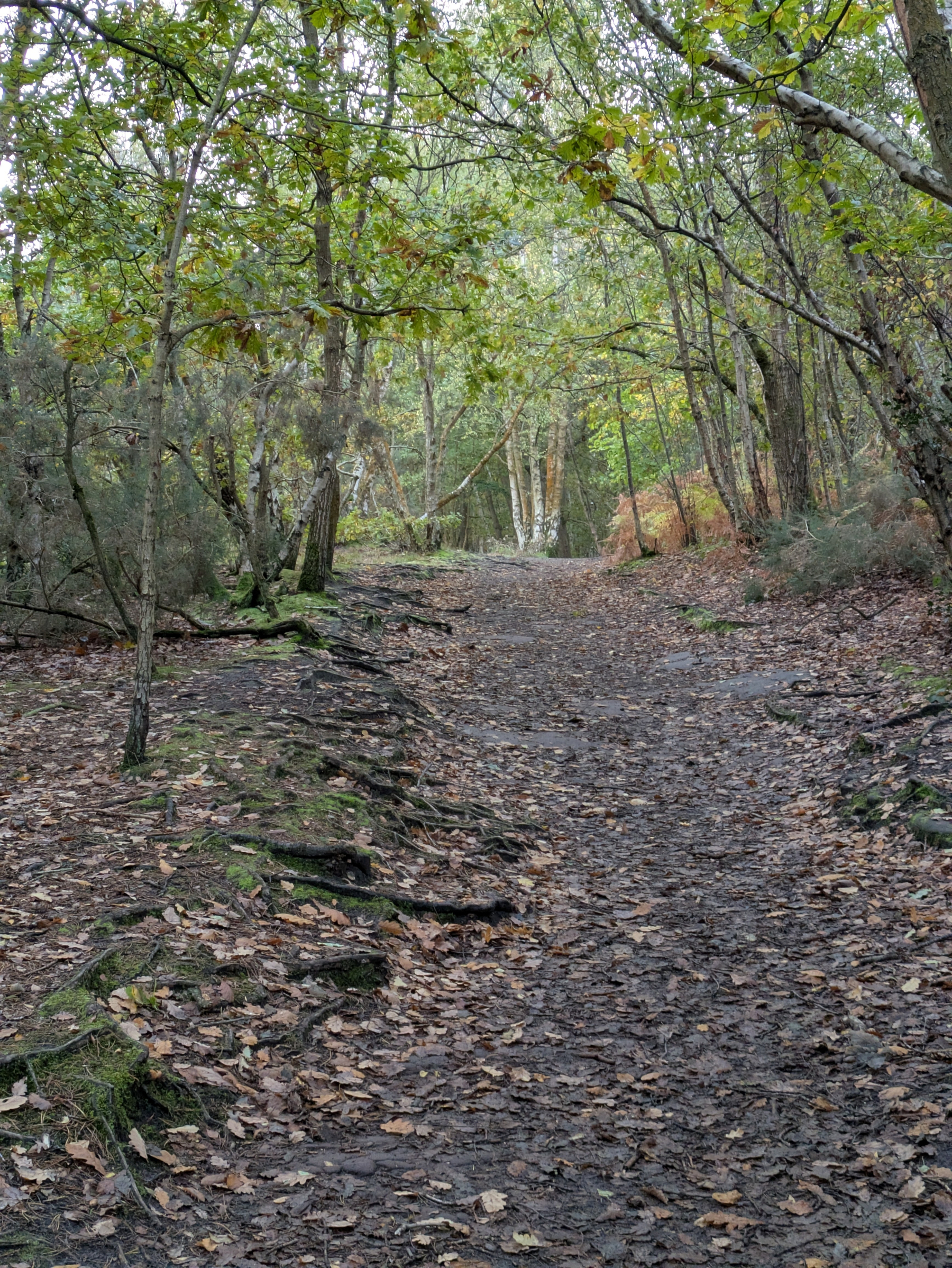 A forest path is surrounded by trees with a carpet of fallen leaves.
