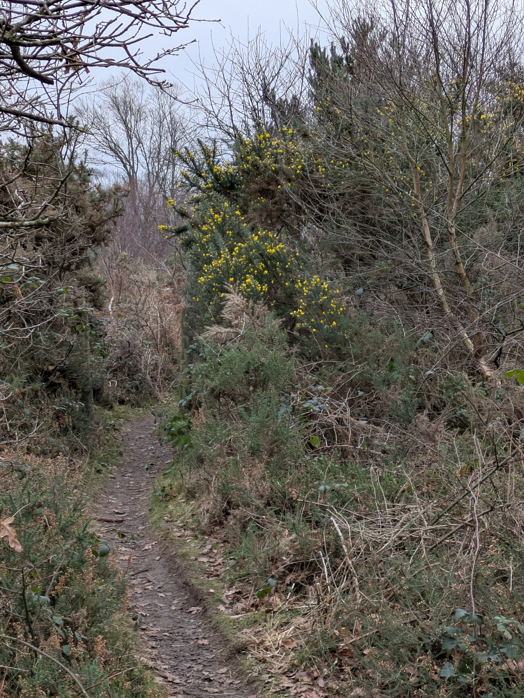 A narrow dirt path winds through a dense, leafless woodland with some small yellow flowers scattered among the bushes.