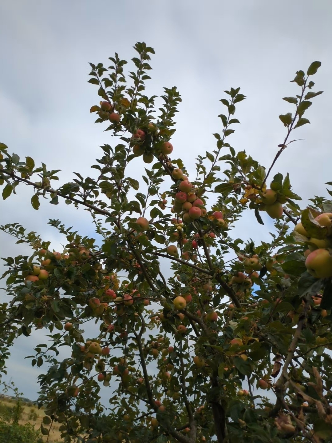 A tree filled with numerous apples is set against a cloudy sky.