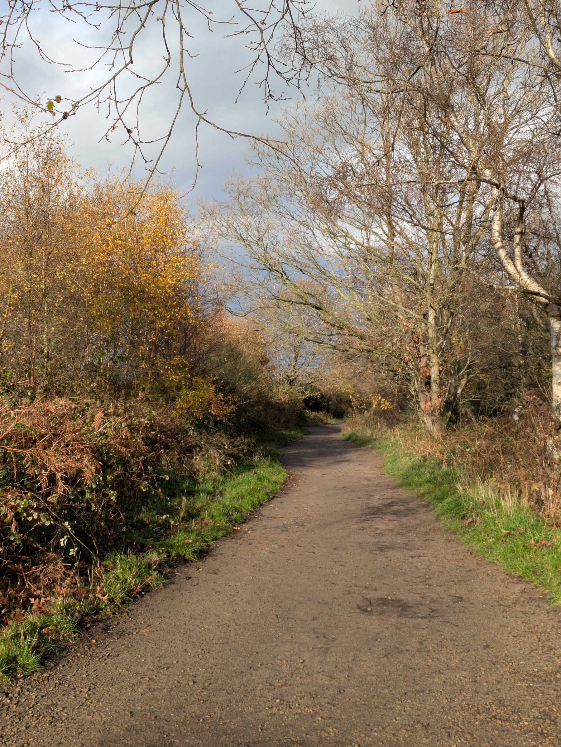 A dirt path winds through a leaf-strewn, autumnal forest with bare and golden-leaved trees under a cloudy sky.