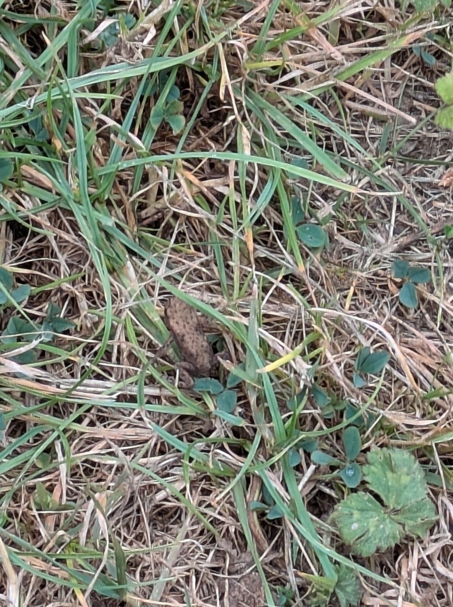 A toadlet or similar making it's way laboriously across a rough border of grass.