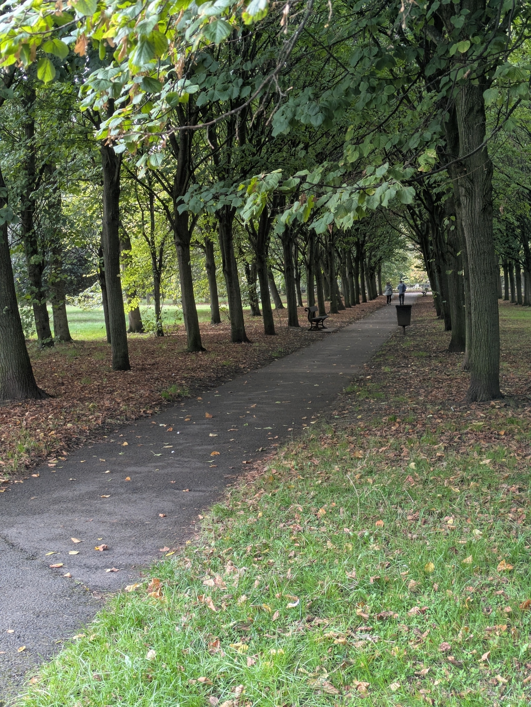 A pathway lined with tall trees leads into the distance, flanked by grass and fallen leaves, with a person walking in the background.