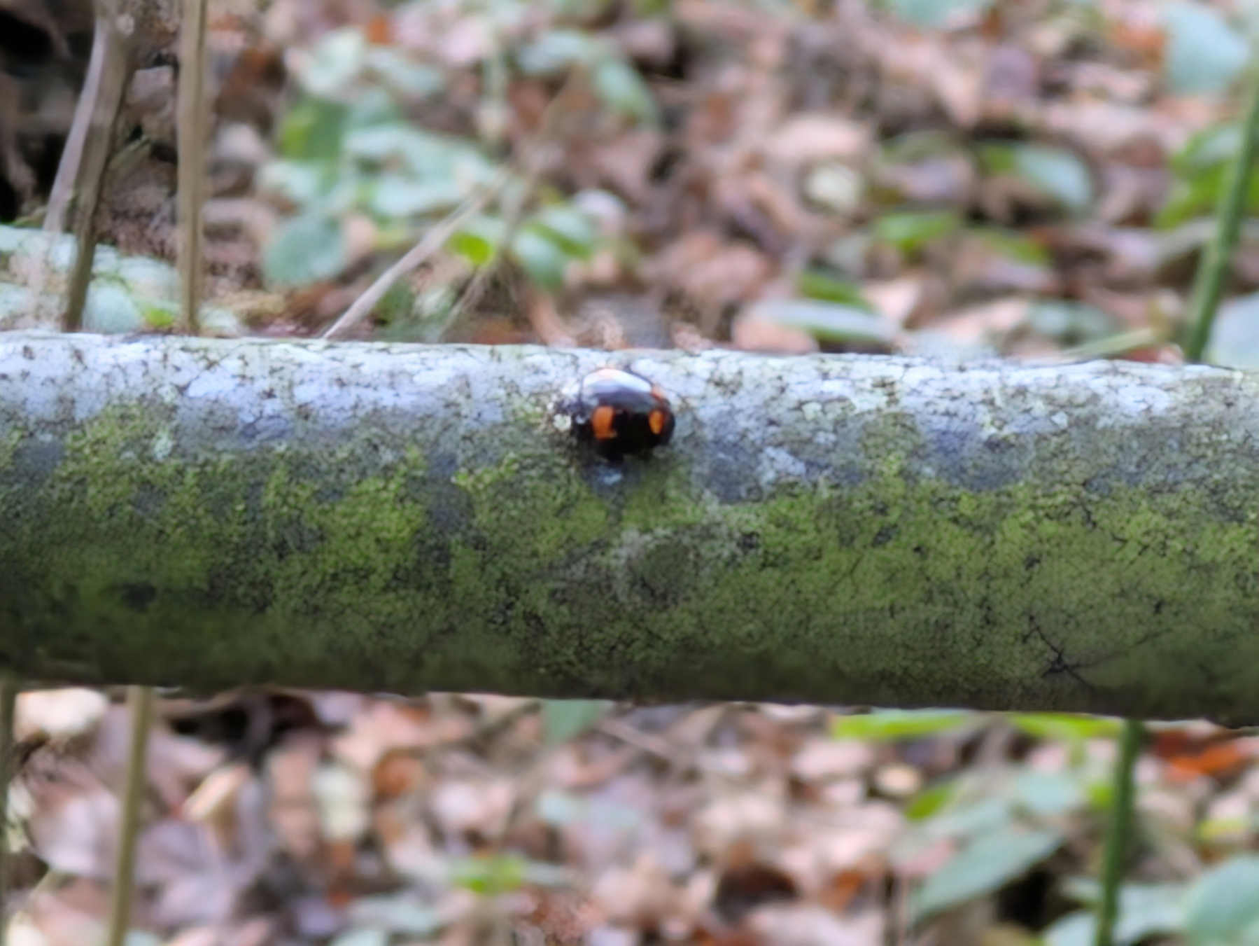 A ladybird with red and black markings sits on a moss-covered branch in a blurred forest background.
