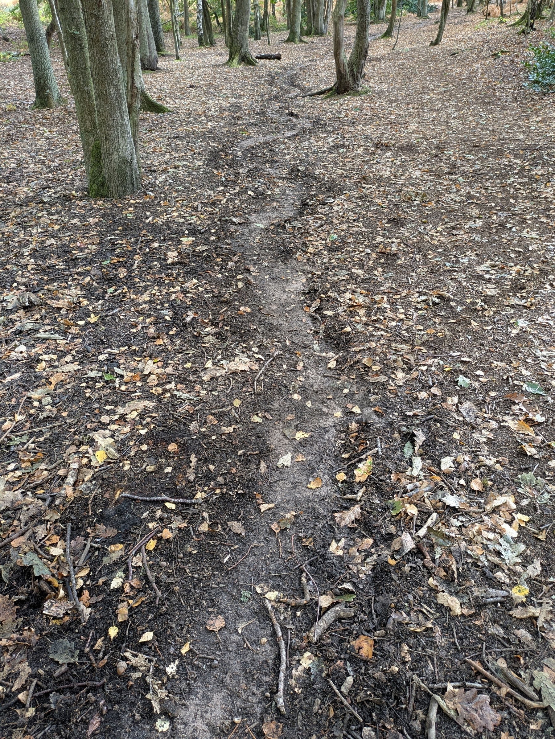 A narrow, winding dirt path cuts through a forest floor covered with fallen leaves and surrounded by tall trees.