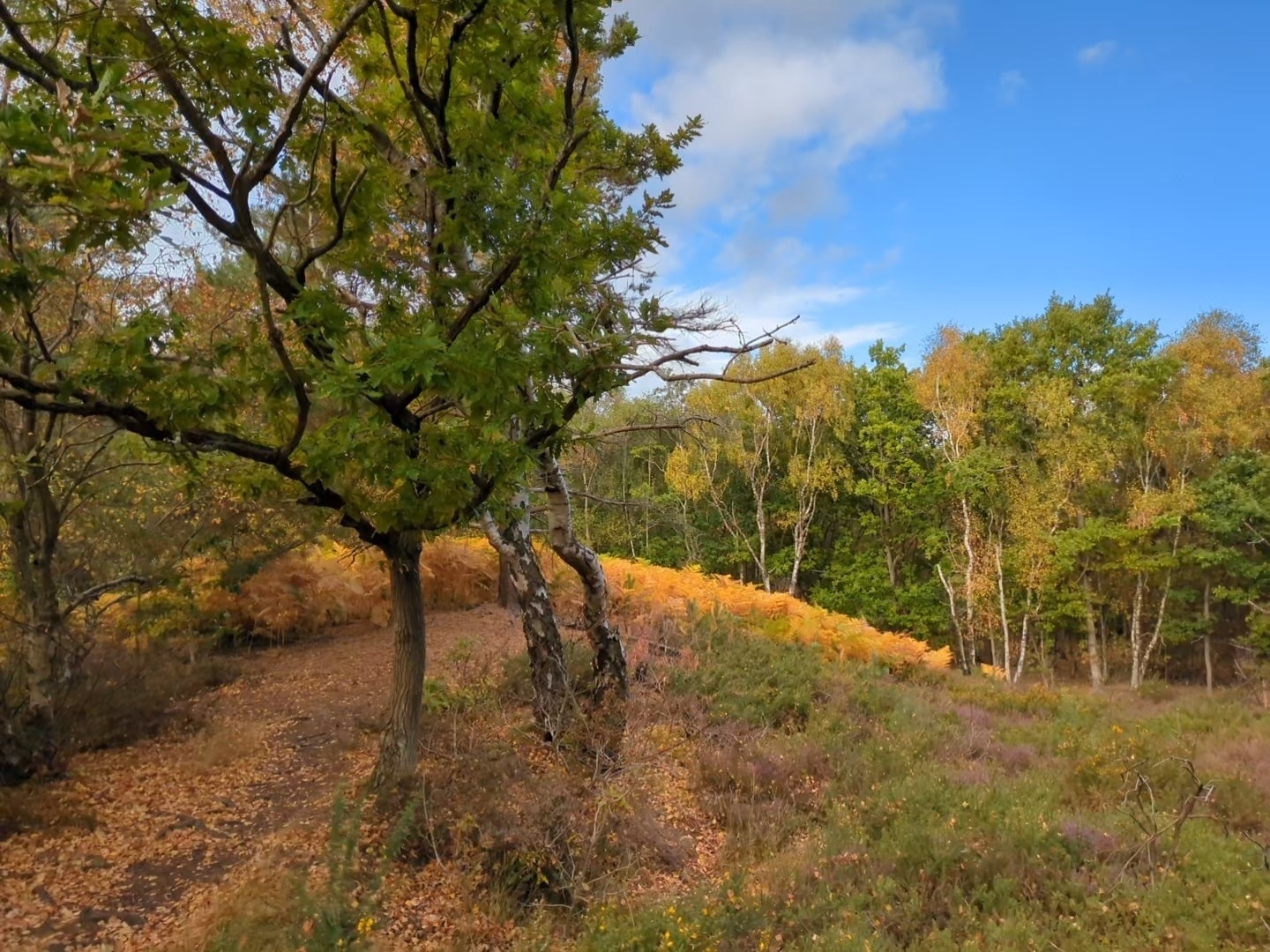 A scenic outdoor landscape features a dirt path winding through autumn-colored trees and bushes, under a partly cloudy blue sky.